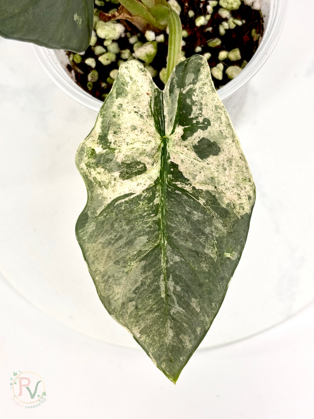 Pink Albo Reginae Alocasia - Mother Plant