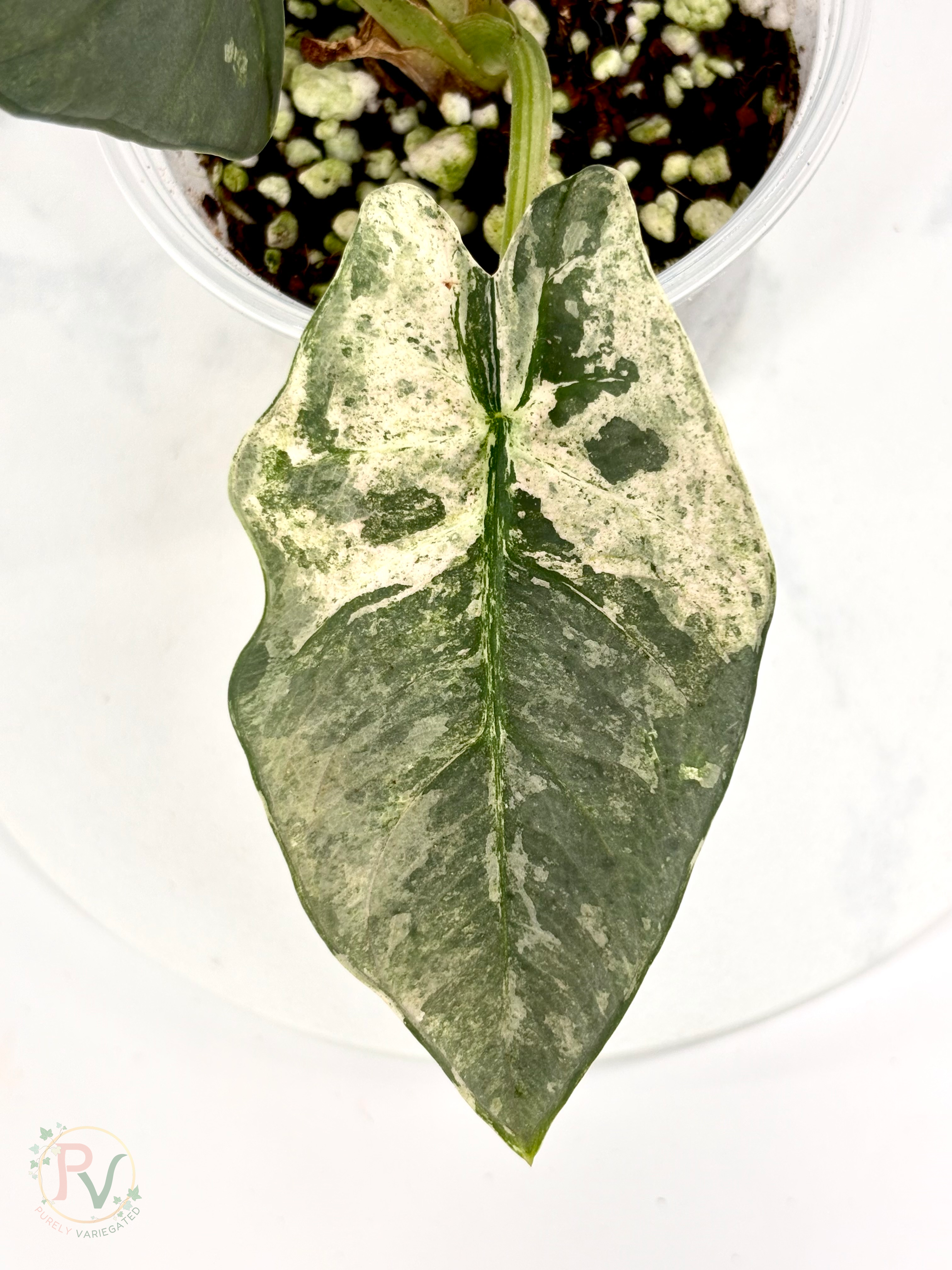 Pink Albo Reginae Alocasia - Mother Plant