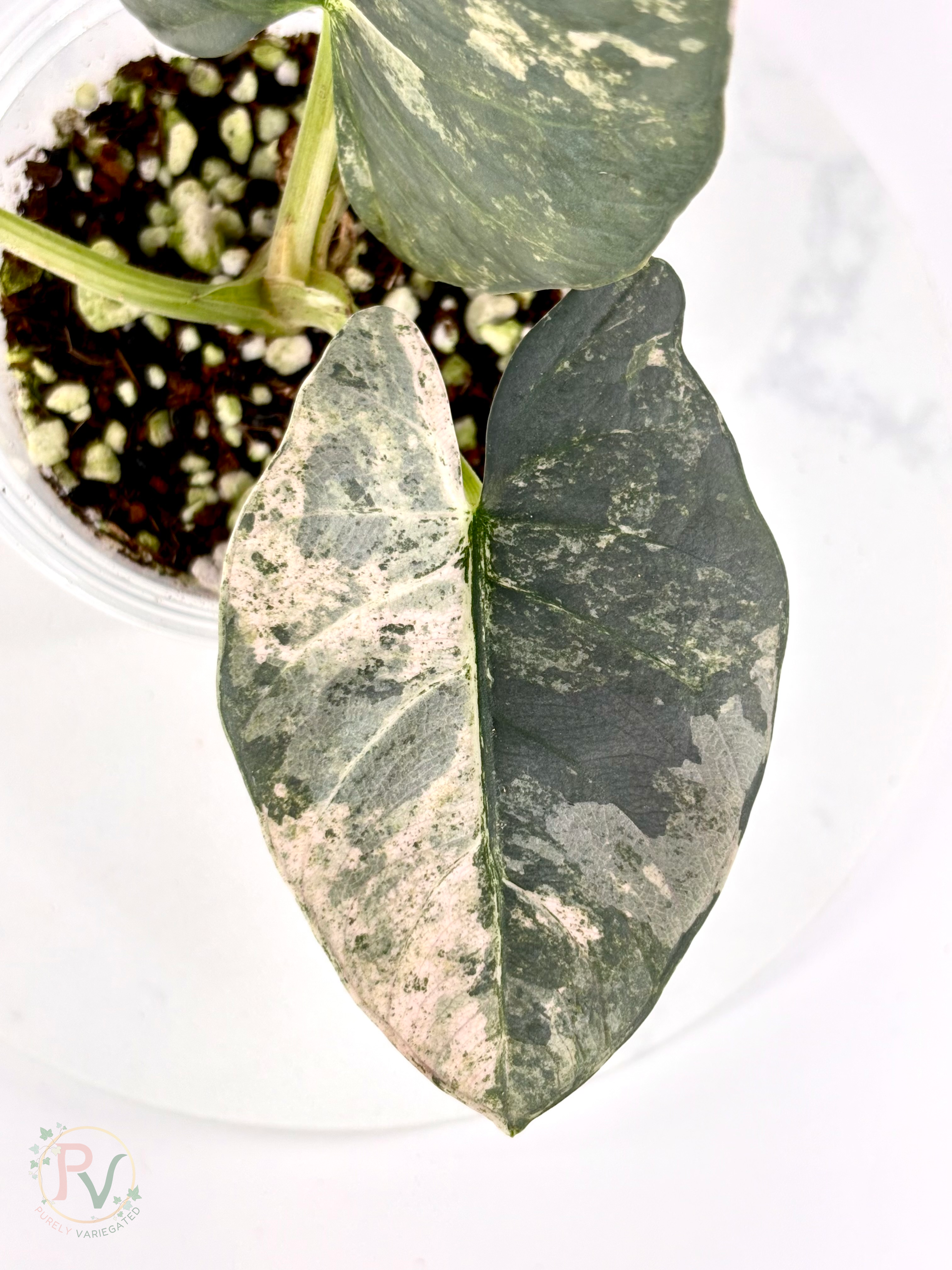 Pink Albo Reginae Alocasia - Mother Plant