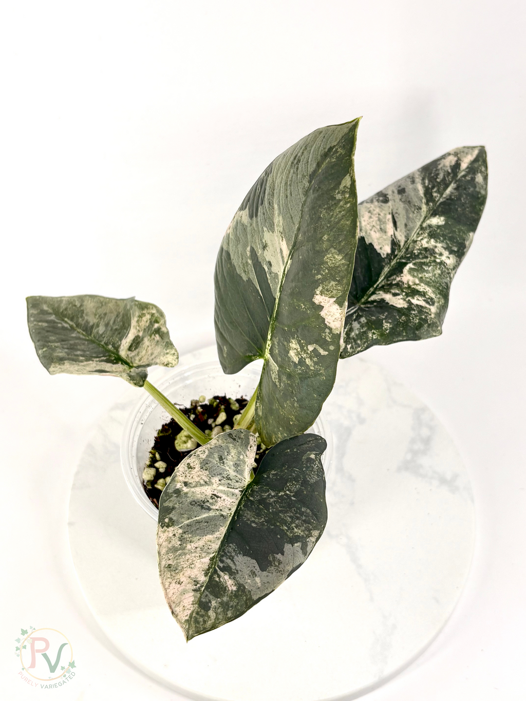 Pink Albo Reginae Alocasia - Mother Plant