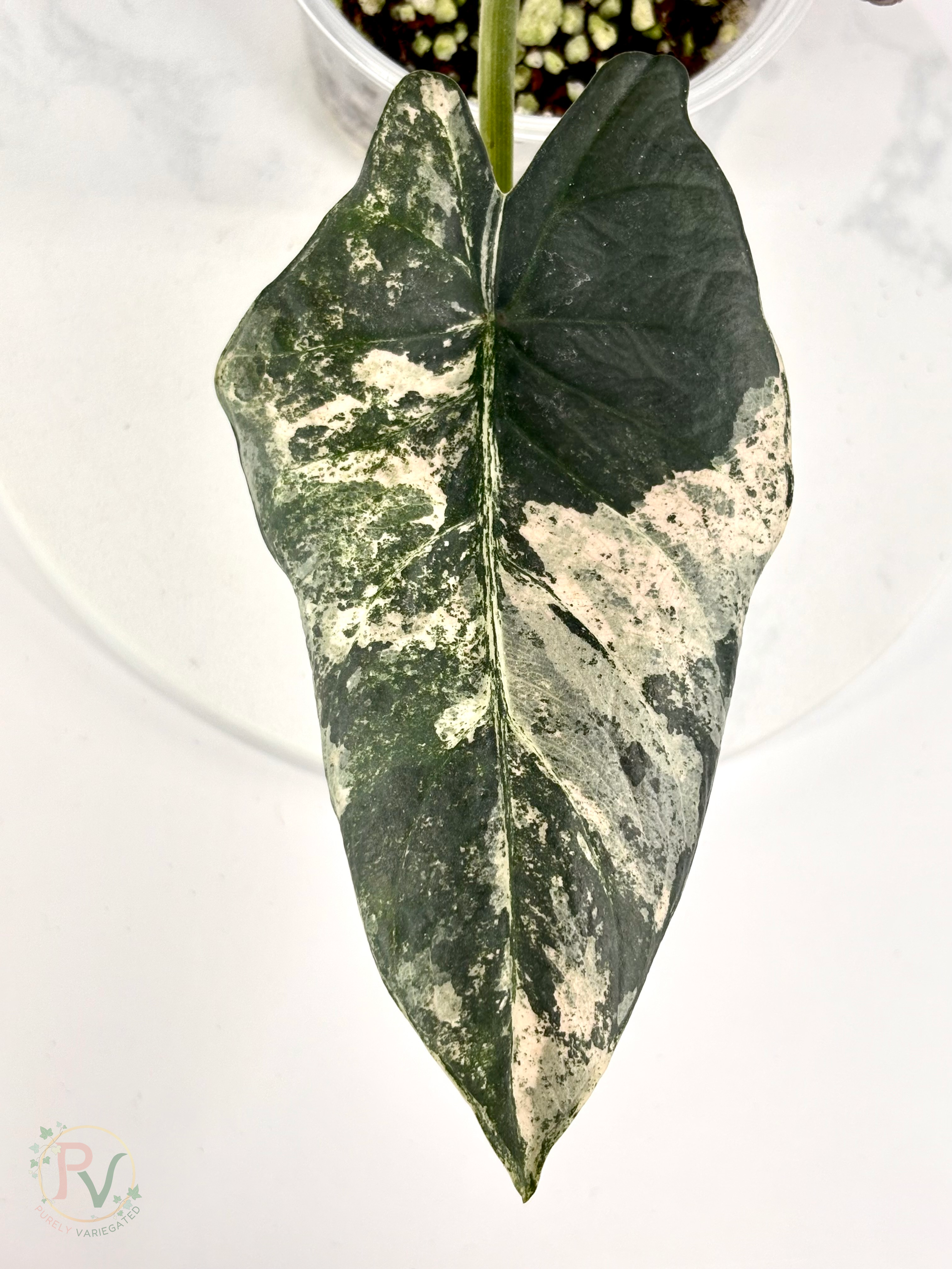 Pink Albo Reginae Alocasia - Mother Plant