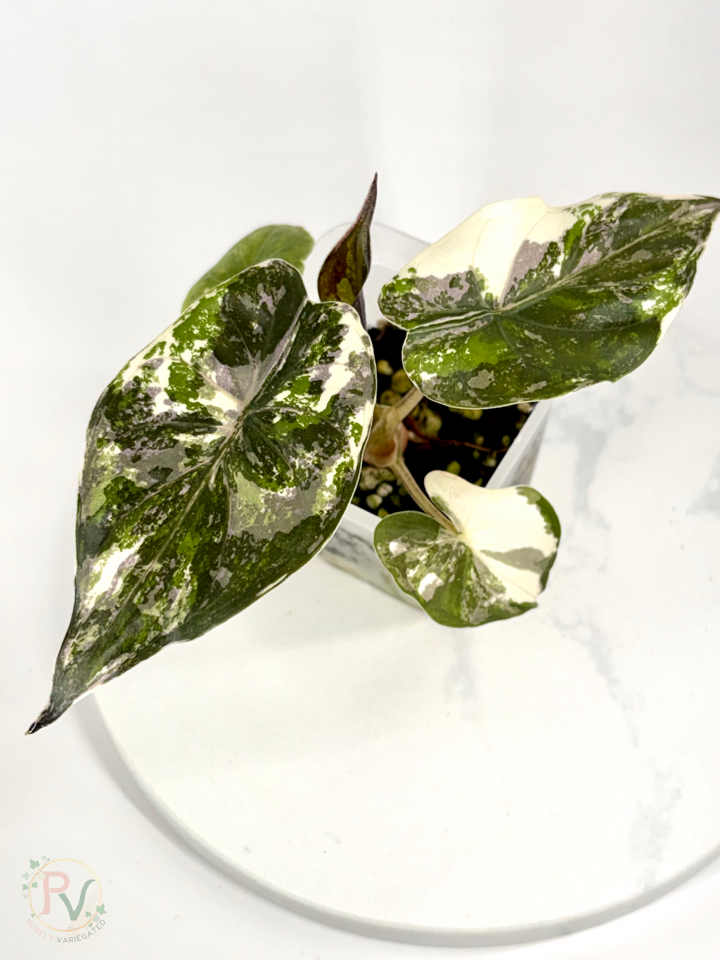 Pink Albo Wentii Alocasia - Teen Size