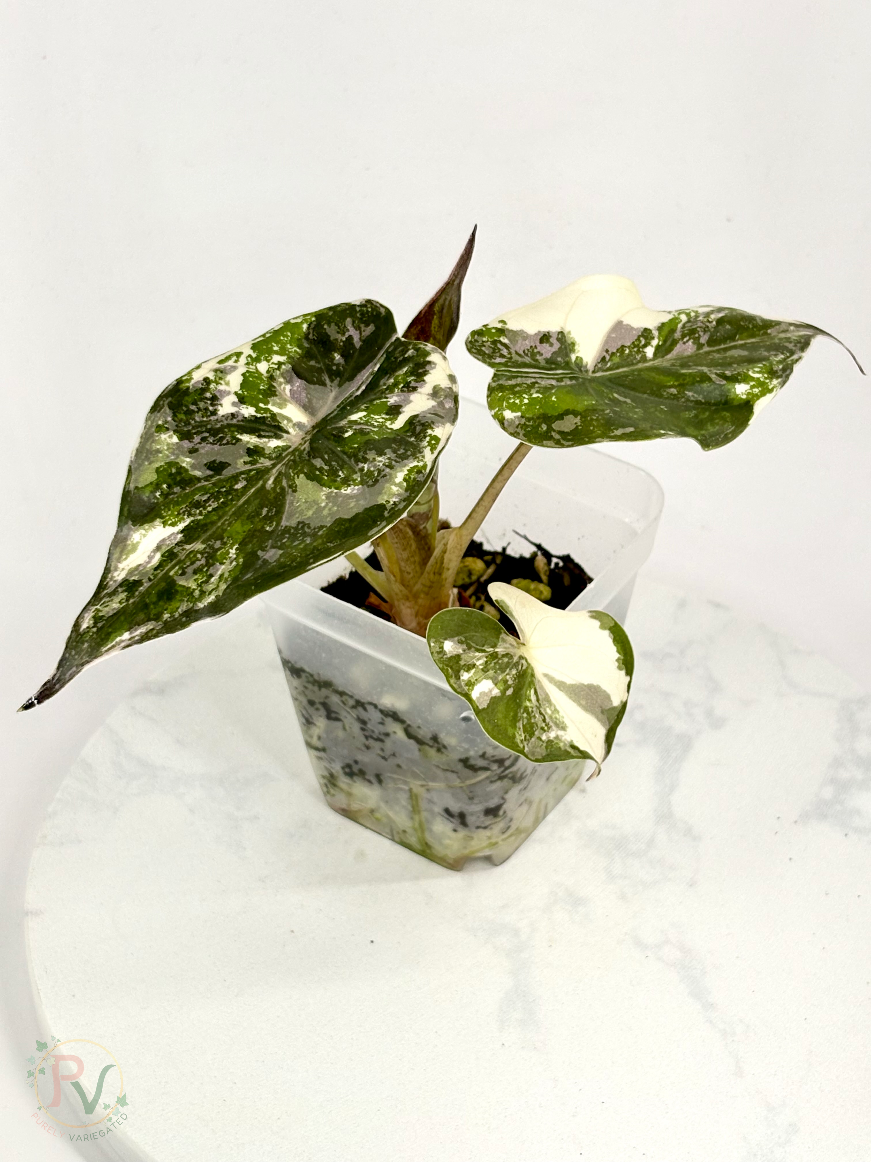 Pink Albo Wentii Alocasia - Teen Size