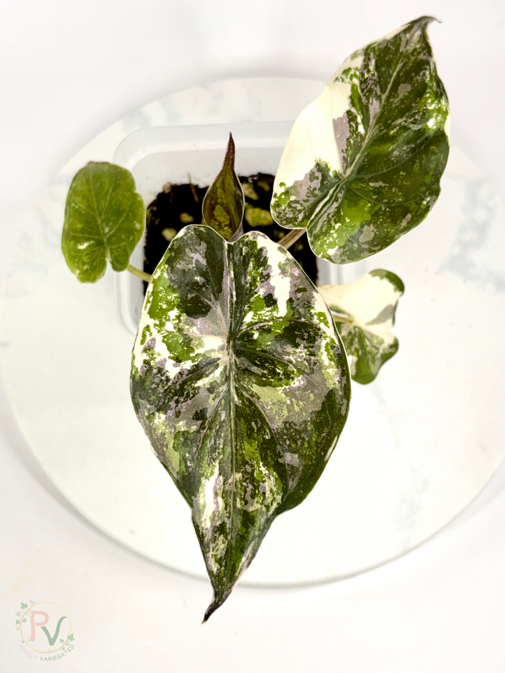 Pink Albo Wentii Alocasia - Teen Size