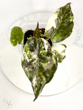 Pink Albo Wentii Alocasia - Teen Size