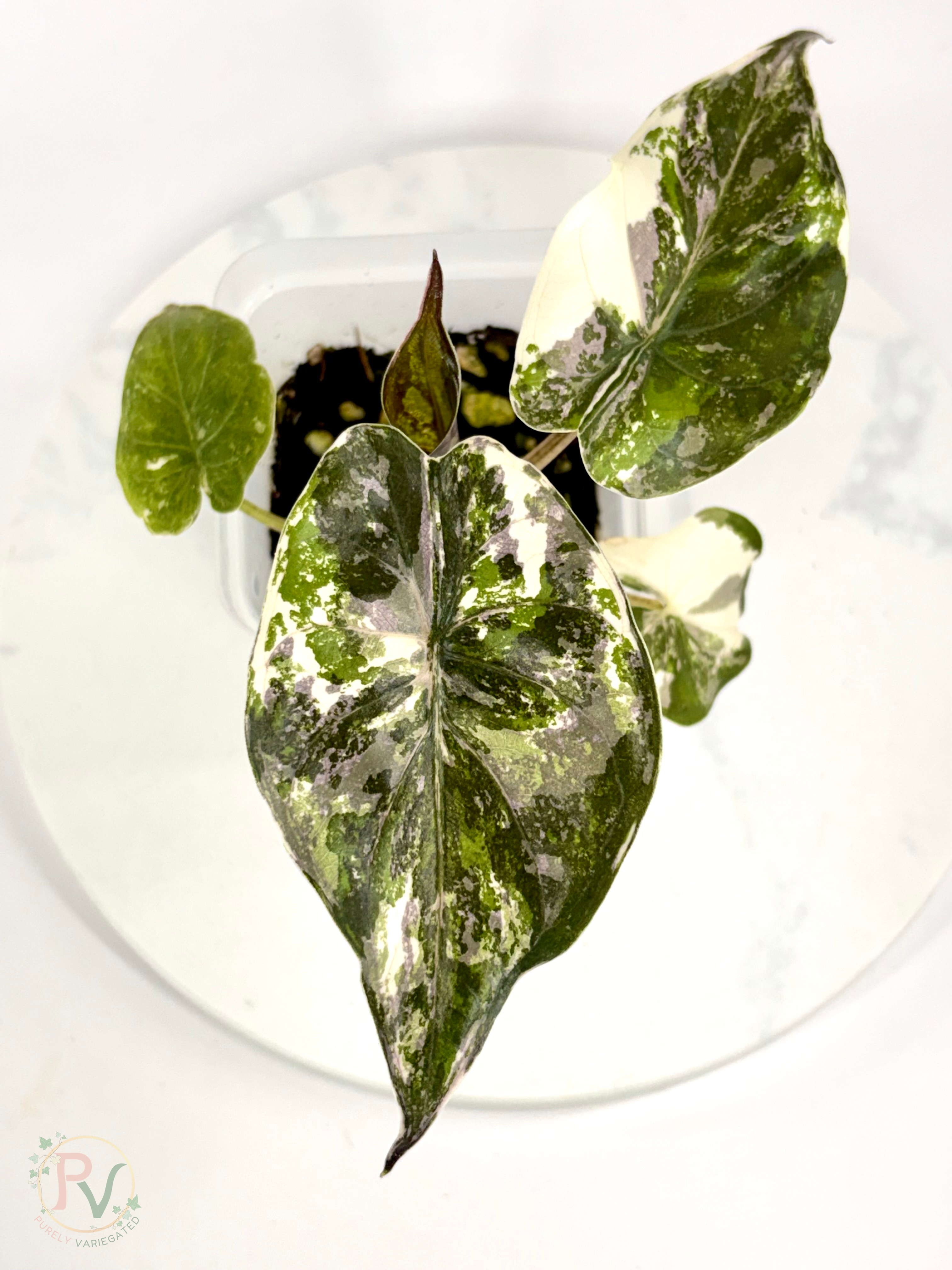 Pink Albo Wentii Alocasia - Teen Size