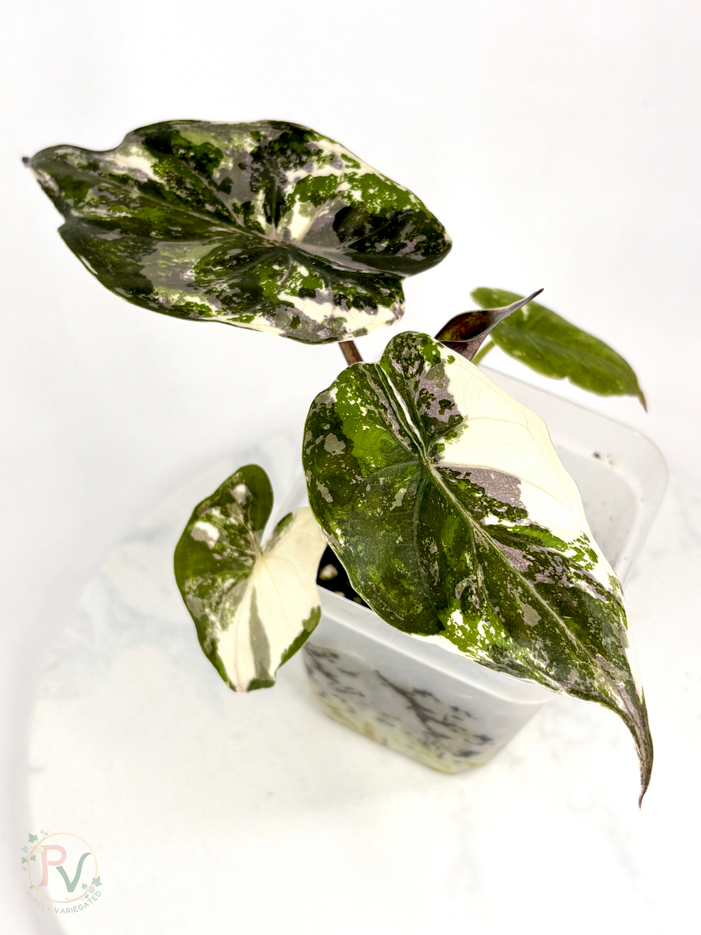 Pink Albo Wentii Alocasia - Teen Size