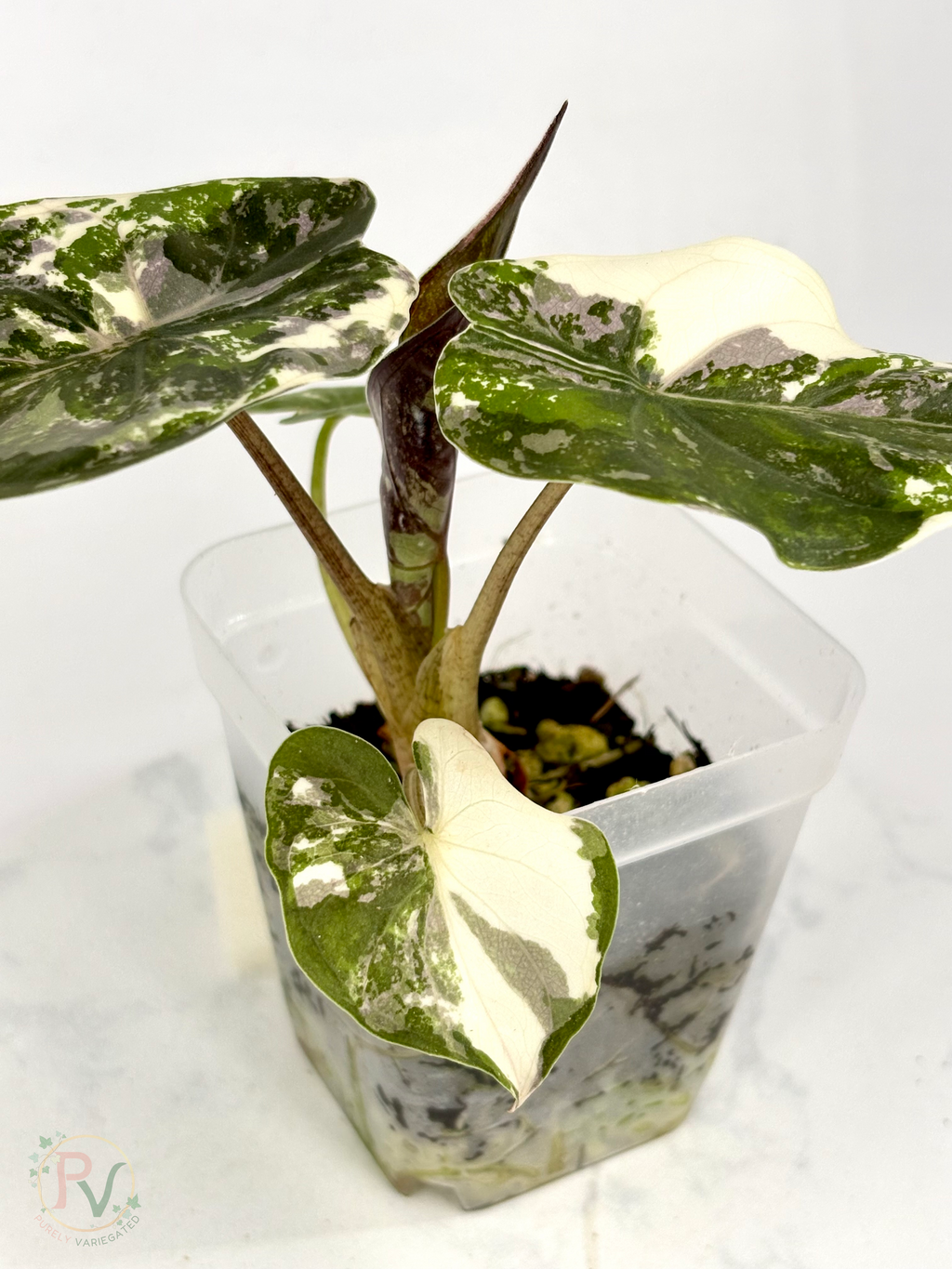 Pink Albo Wentii Alocasia - Teen Size