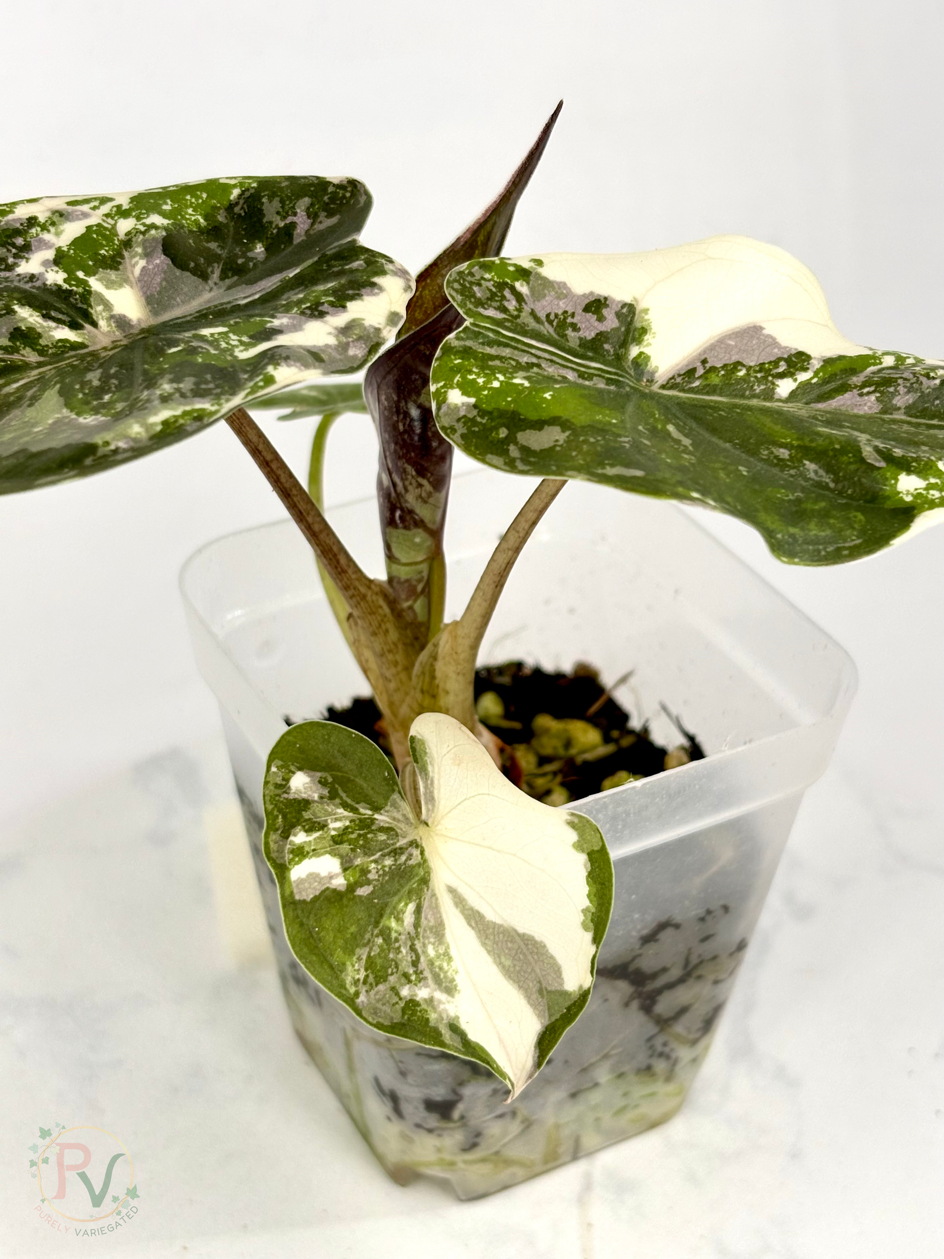 Pink Albo Wentii Alocasia - Teen Size