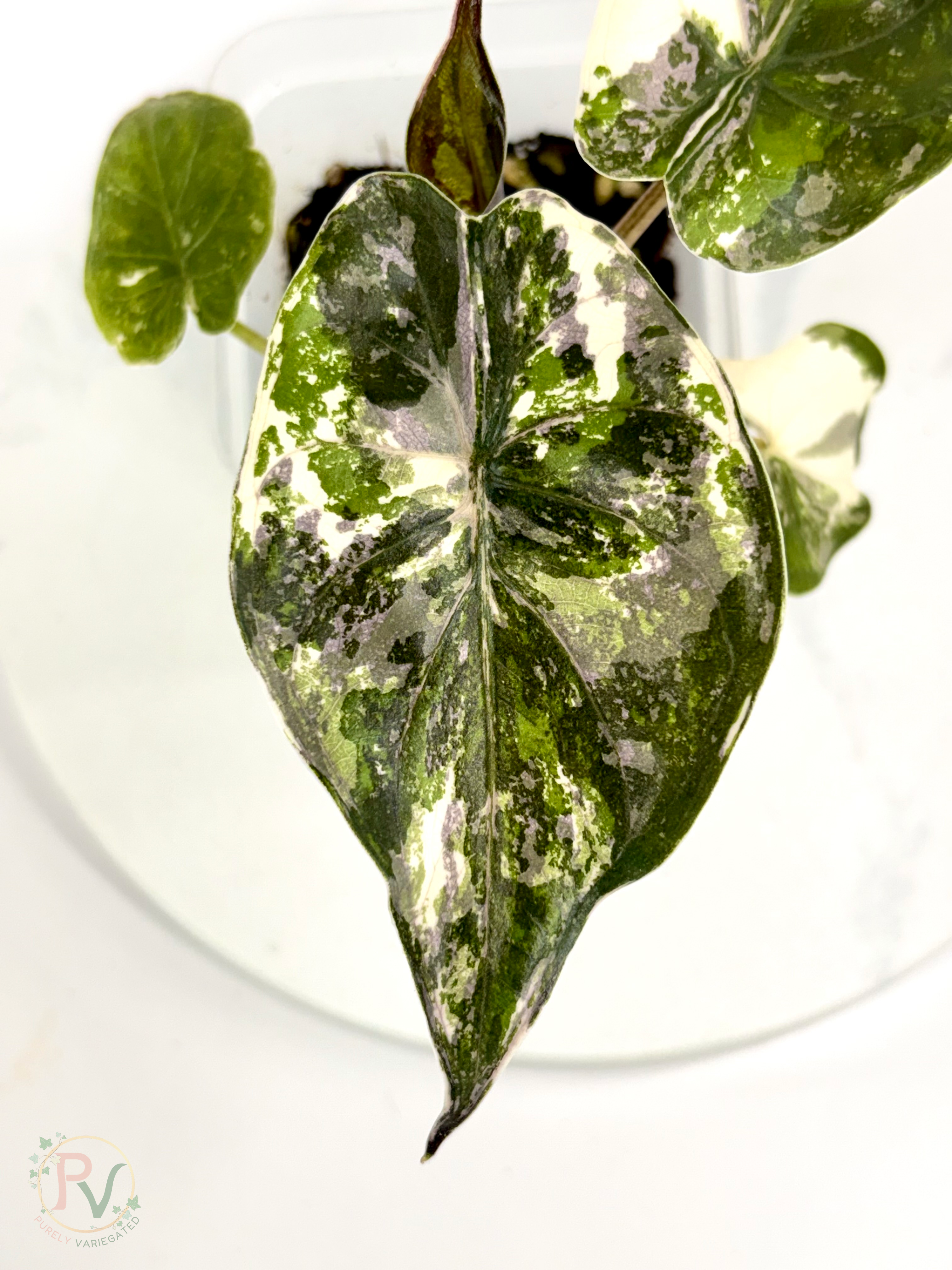 Pink Albo Wentii Alocasia - Teen Size