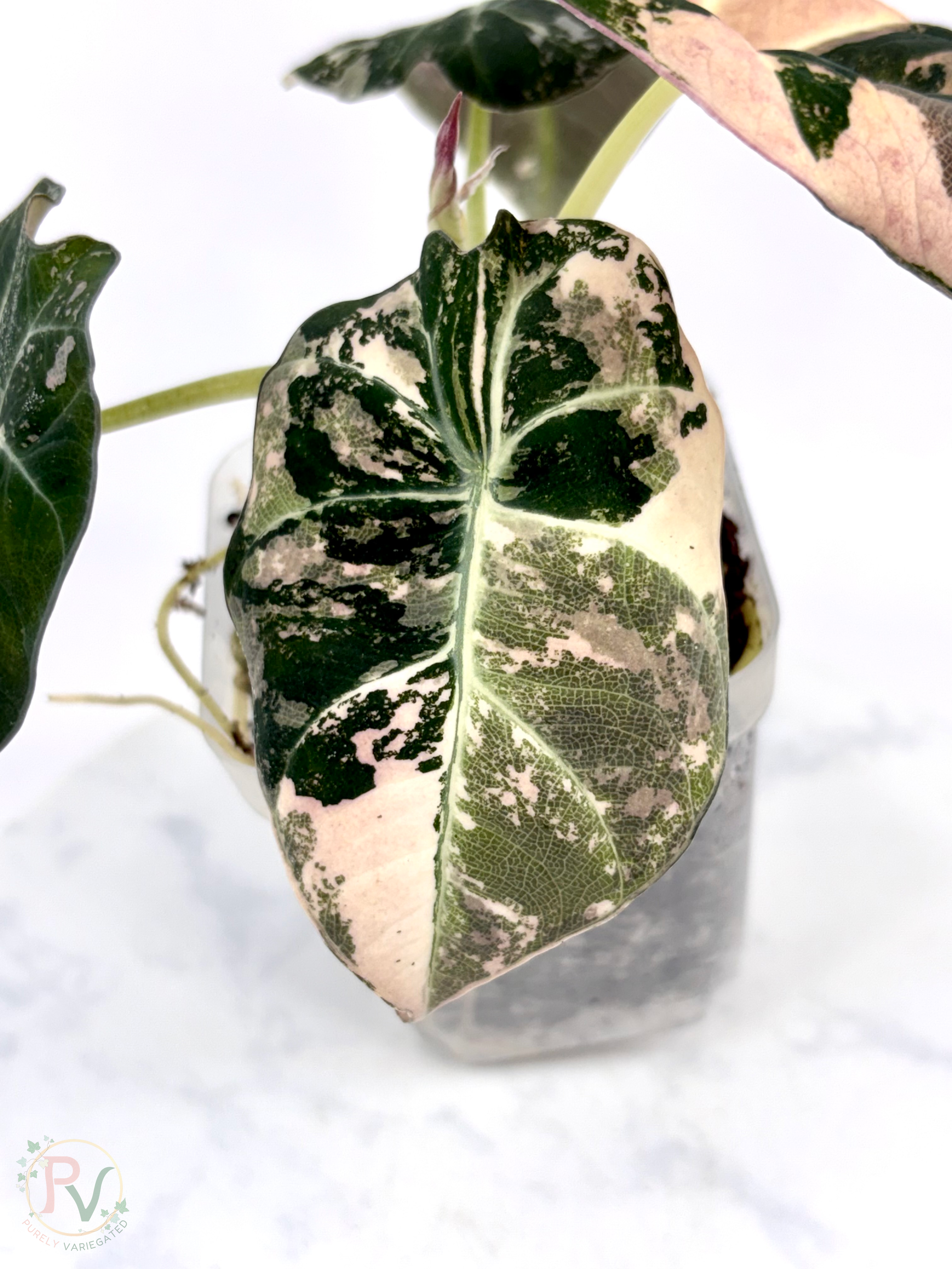 Pink Black Velvet Alocasia - Mother Plant