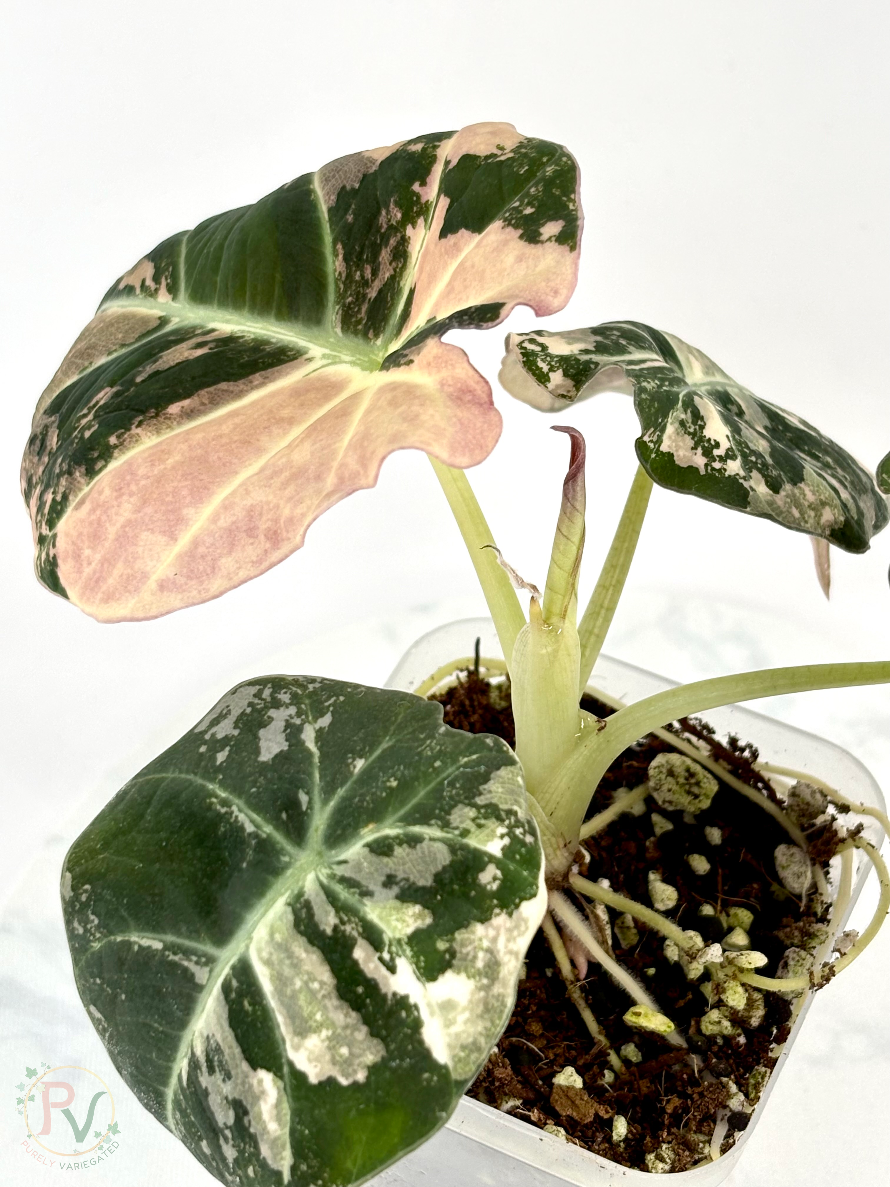Pink Black Velvet Alocasia - Mother Plant