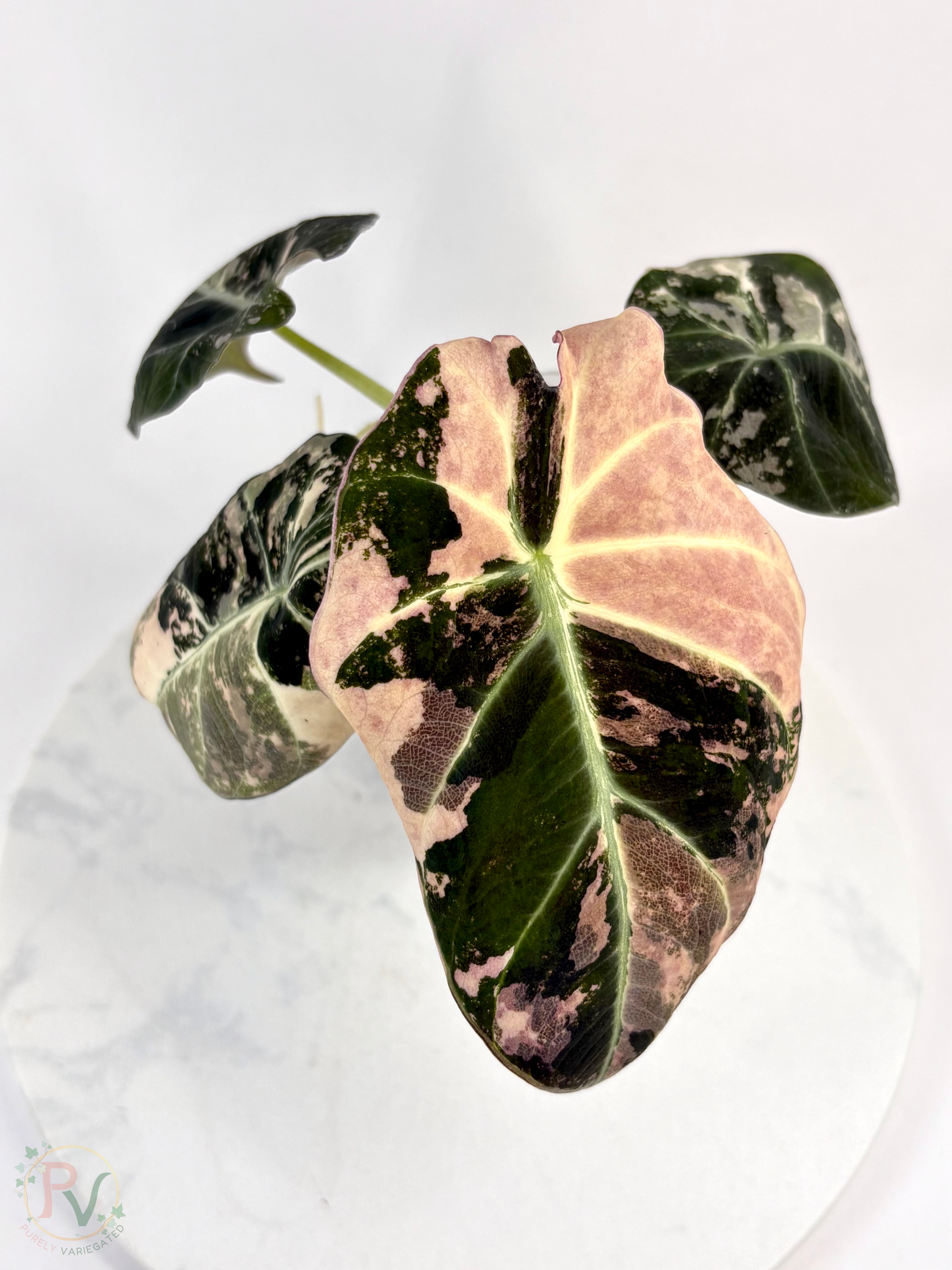 Pink Black Velvet Alocasia - Mother Plant