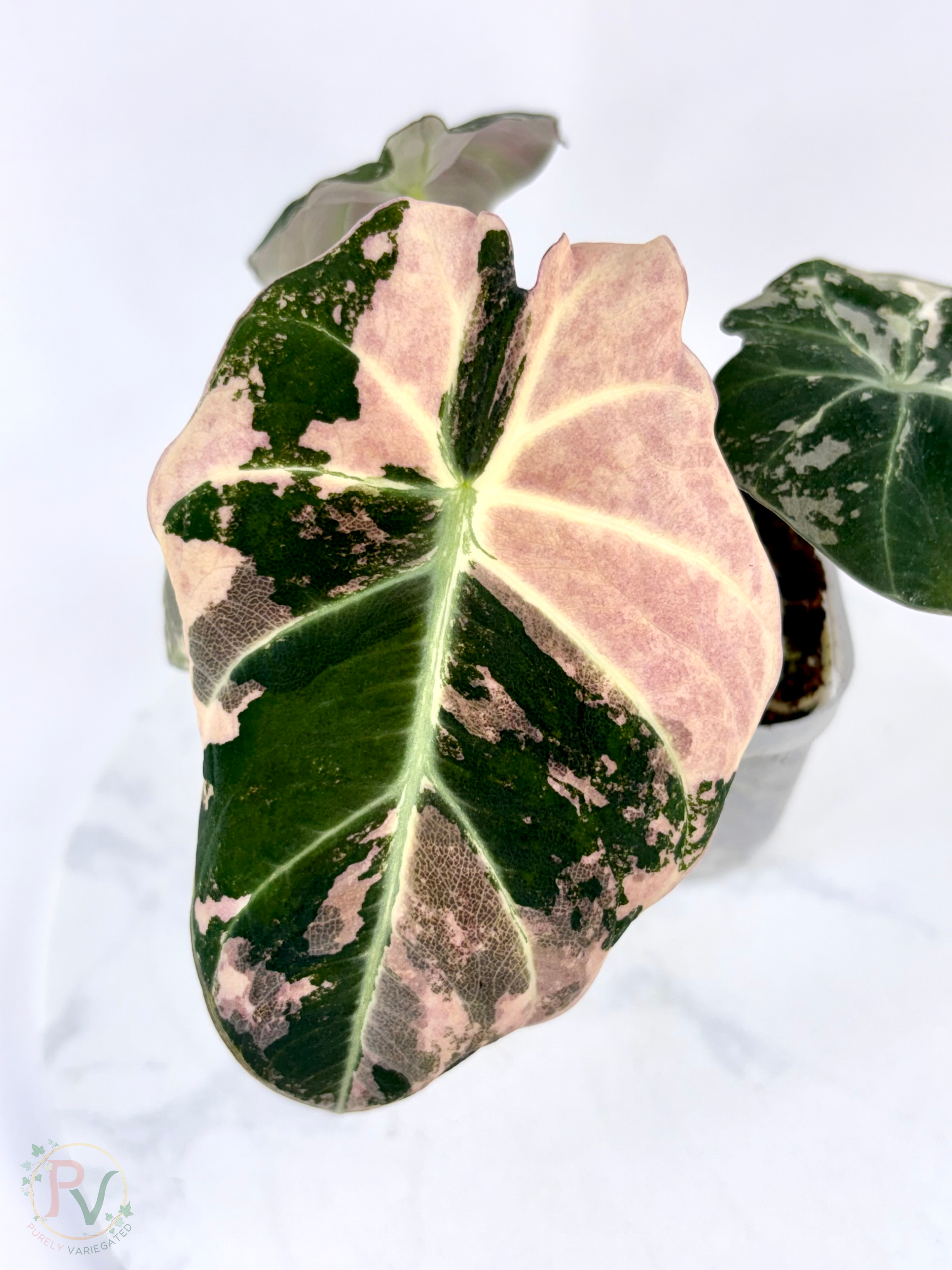 Pink Black Velvet Alocasia - Mother Plant