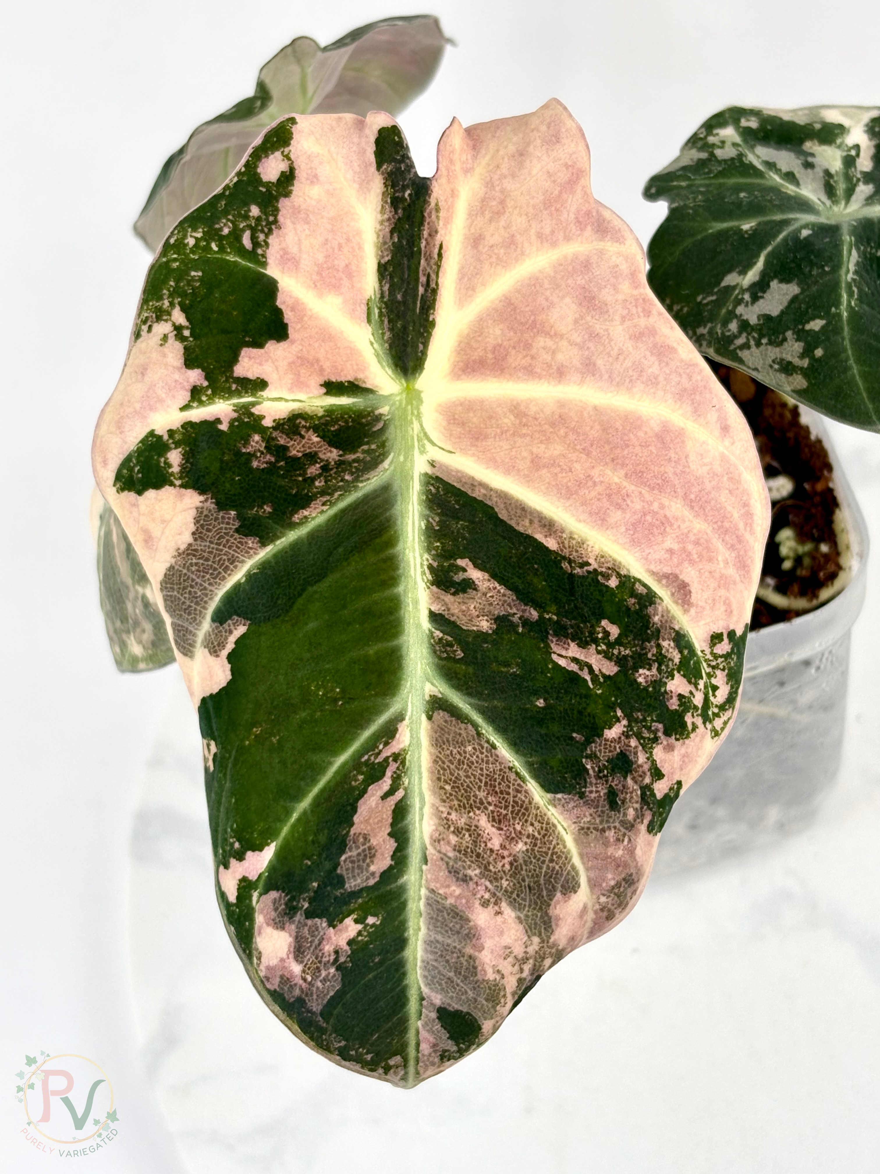 Pink Black Velvet Alocasia - Mother Plant