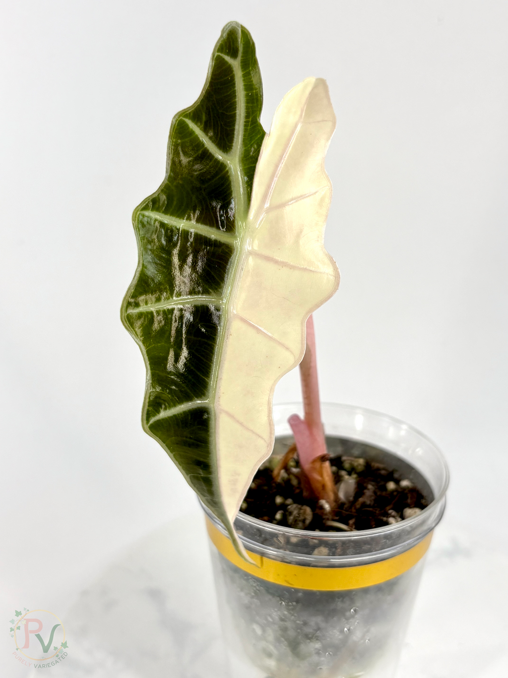 True Pink/Pink Bull Sanderiana Amazonica Alocasia 1 - Teen Size