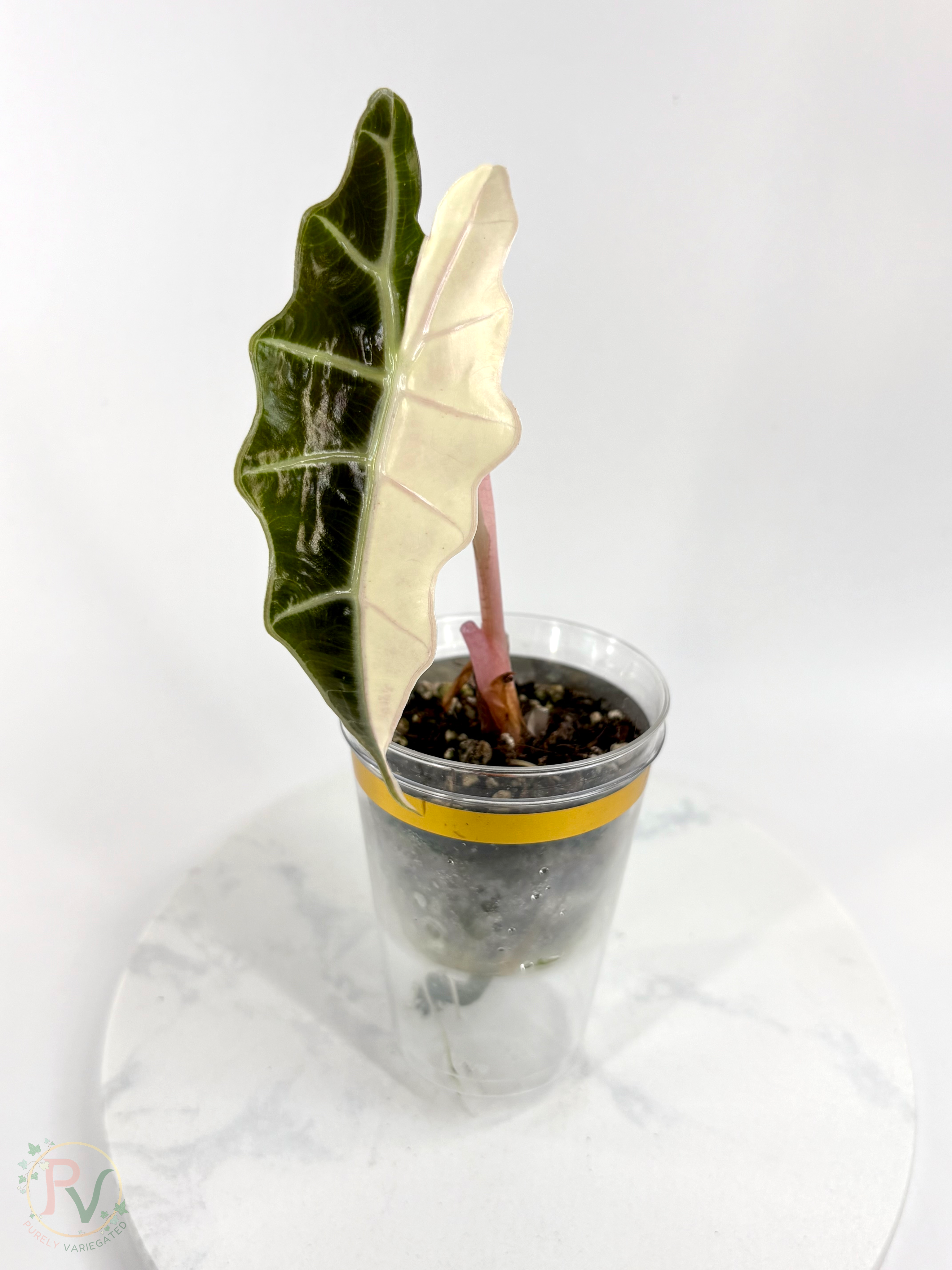 True Pink/Pink Bull Sanderiana Amazonica Alocasia 1 - Teen Size