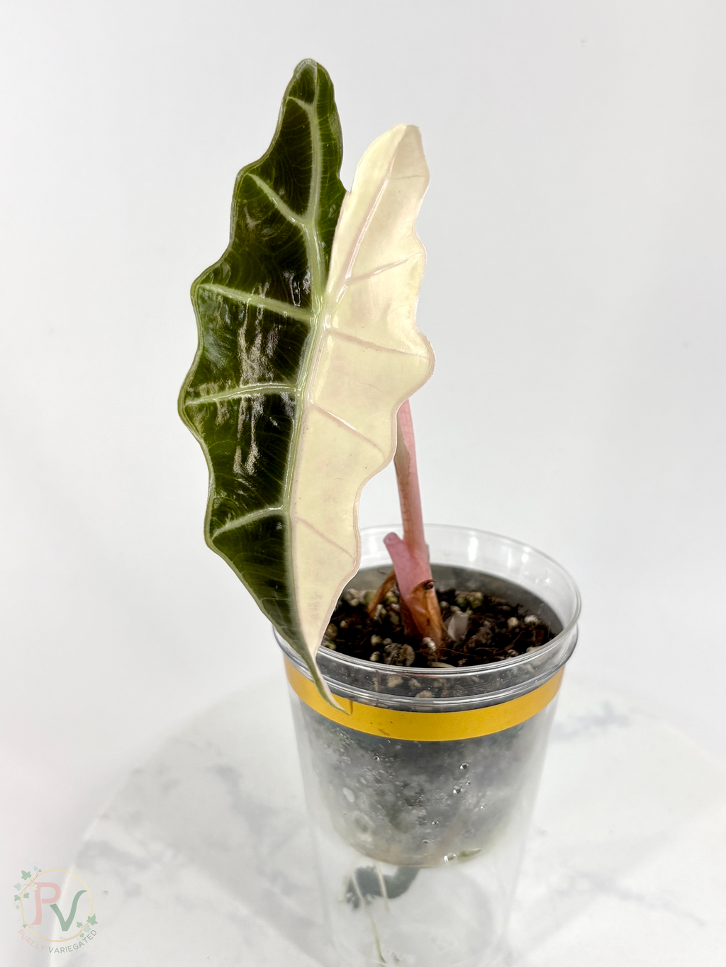 True Pink/Pink Bull Sanderiana Amazonica Alocasia 1 - Teen Size