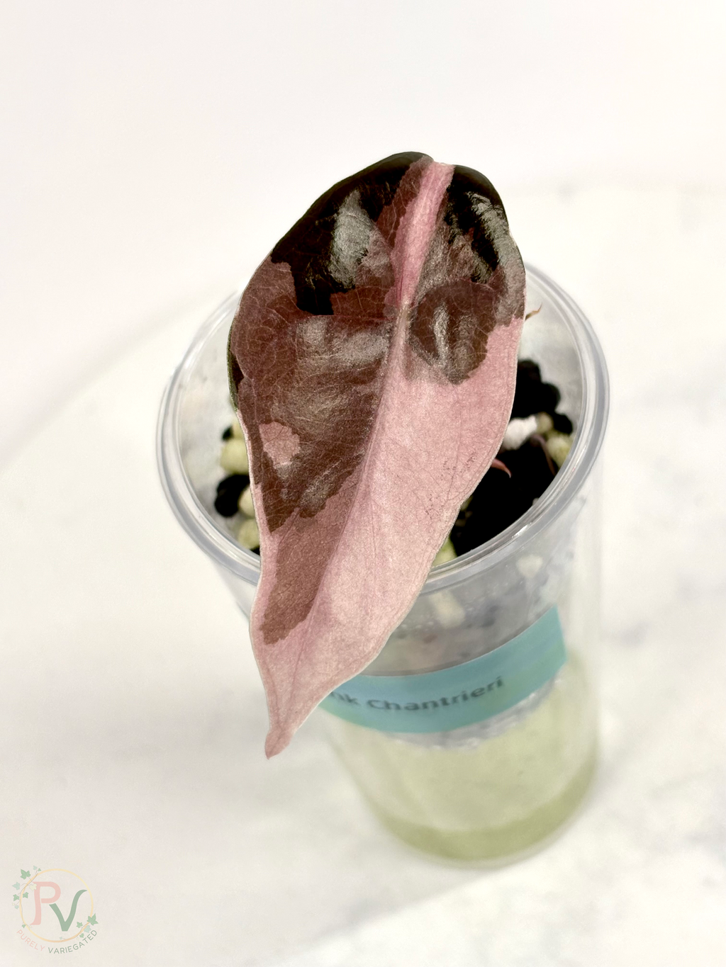 Pink Chantrieri Alocasia