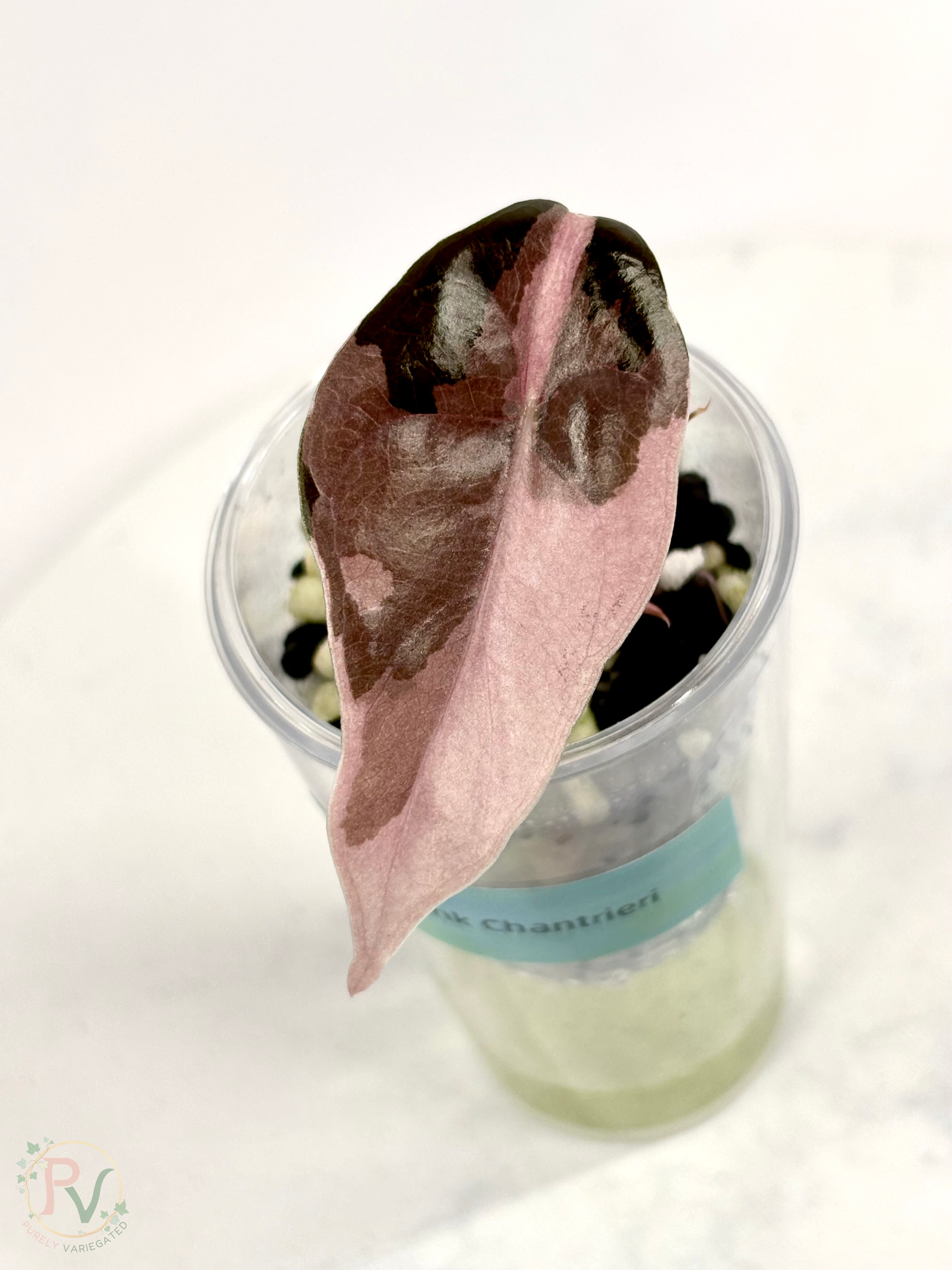 Pink Chantrieri Alocasia