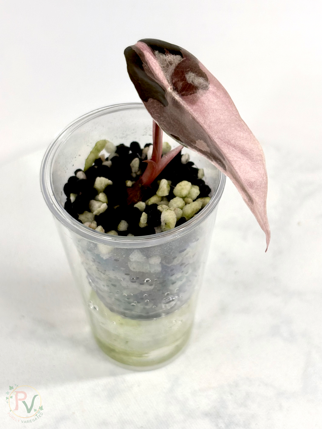Pink Chantrieri Alocasia