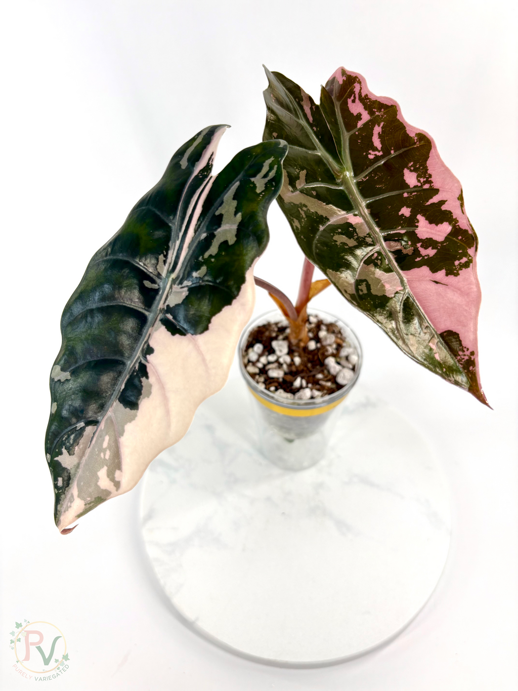 Pink Chantrieri Alocasia - Corming Mother Plant