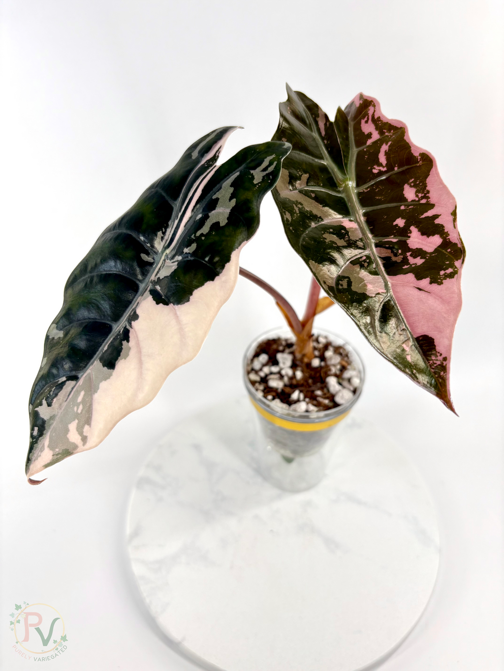 Pink Chantrieri Alocasia - Corming Mother Plant