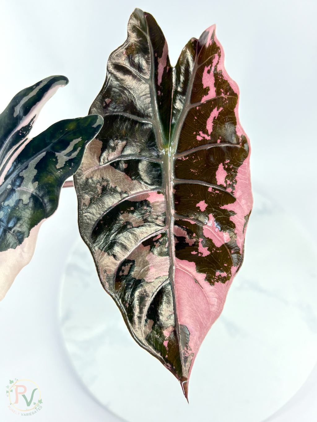 Pink Chantrieri Alocasia - Corming Mother Plant