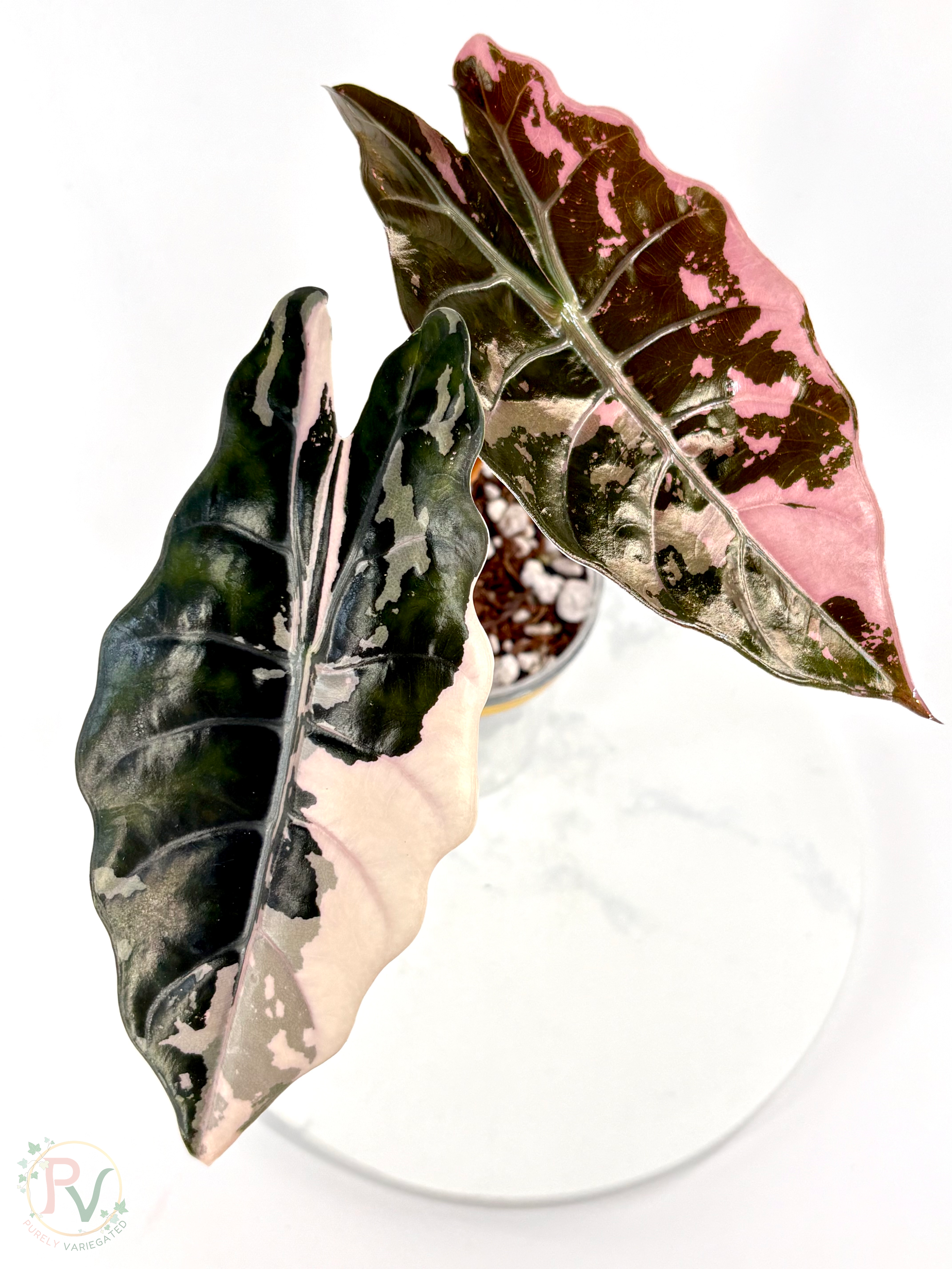 Pink Chantrieri Alocasia - Corming Mother Plant