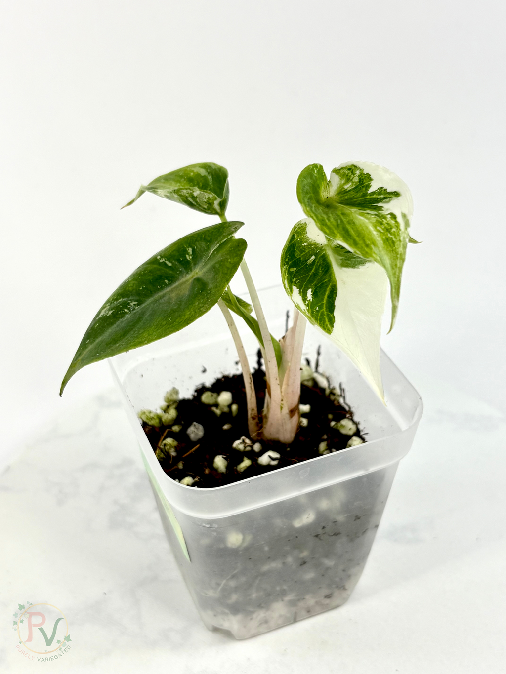Pink Dragon Albo Dwarf Mutation Alocasia - Teen Size 1