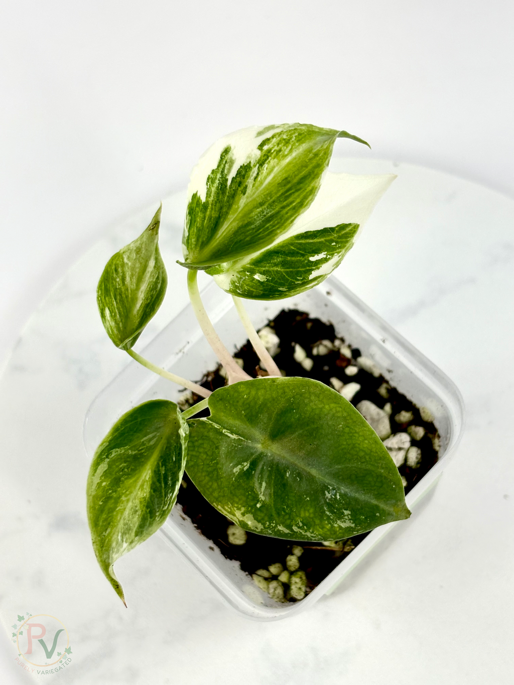 Pink Dragon Albo Dwarf Mutation Alocasia - Teen Size 1