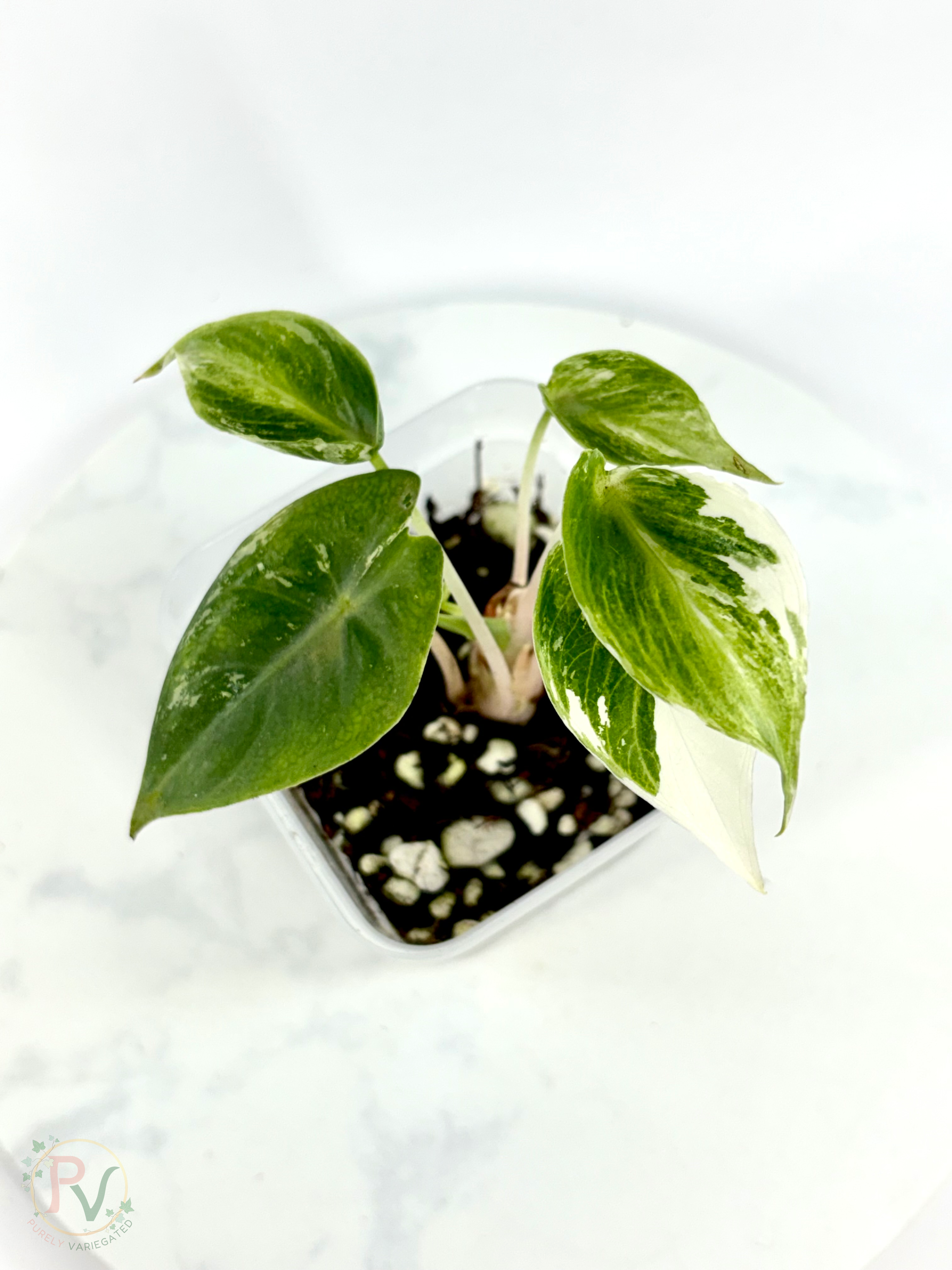 Pink Dragon Albo Dwarf Mutation Alocasia - Teen Size 1