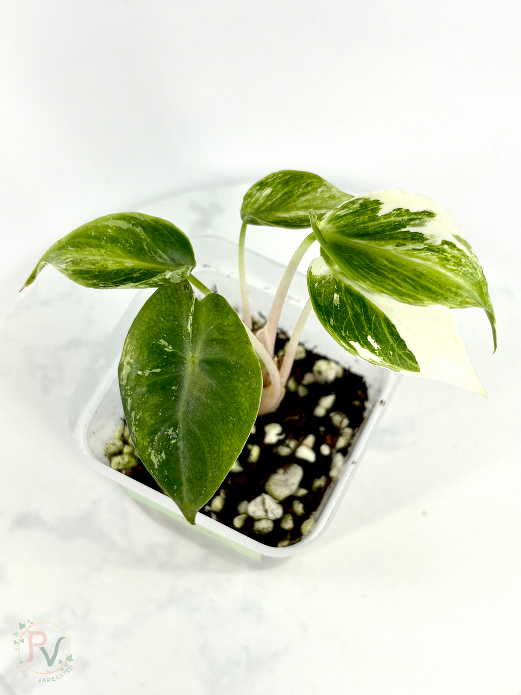 Pink Dragon Albo Dwarf Mutation Alocasia - Teen Size 1