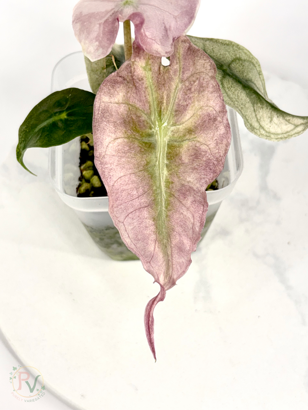 Pink Ghost Venom Alocasia - Teen Size 1