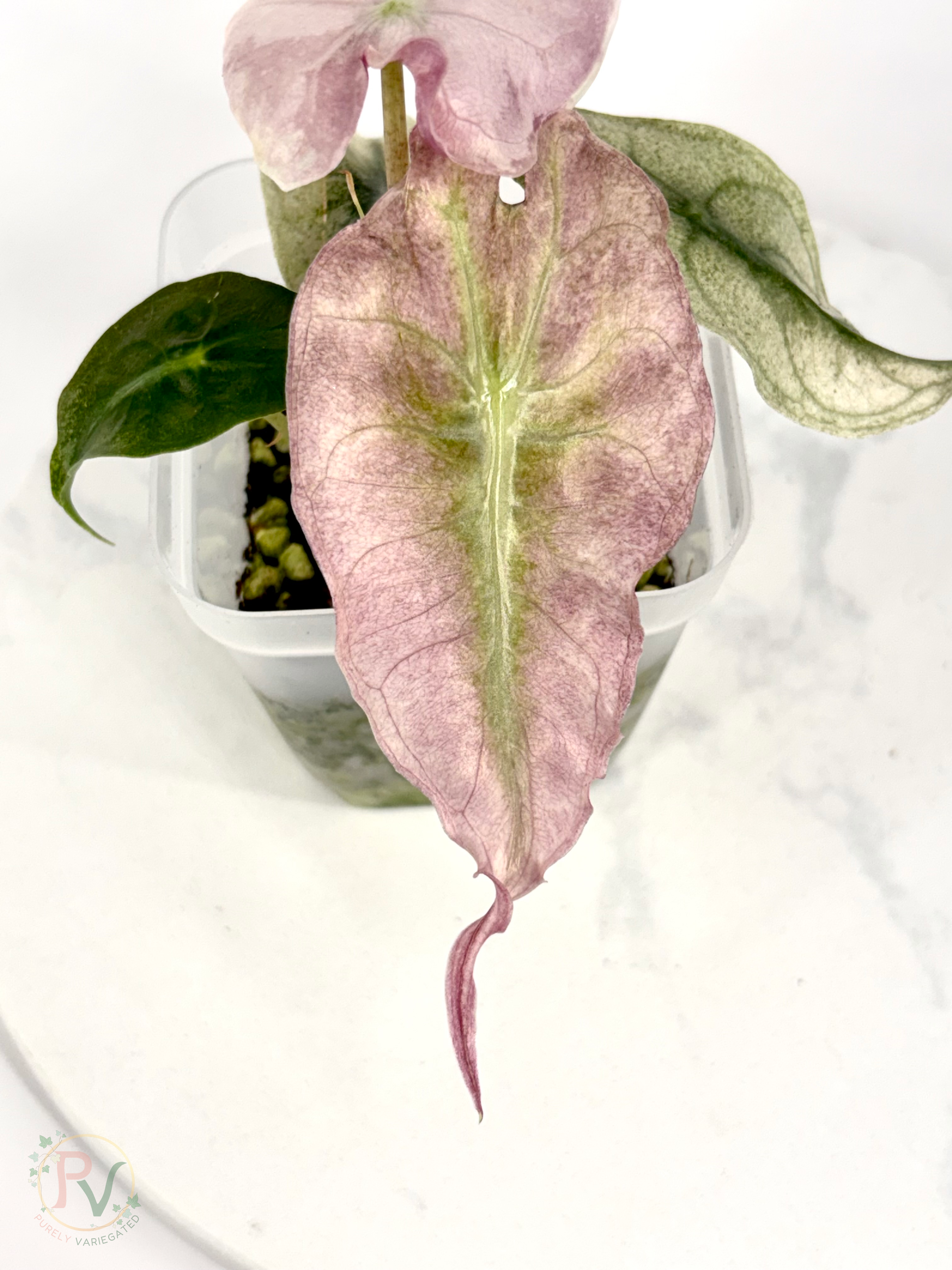 Pink Ghost Venom Alocasia - Teen Size 1