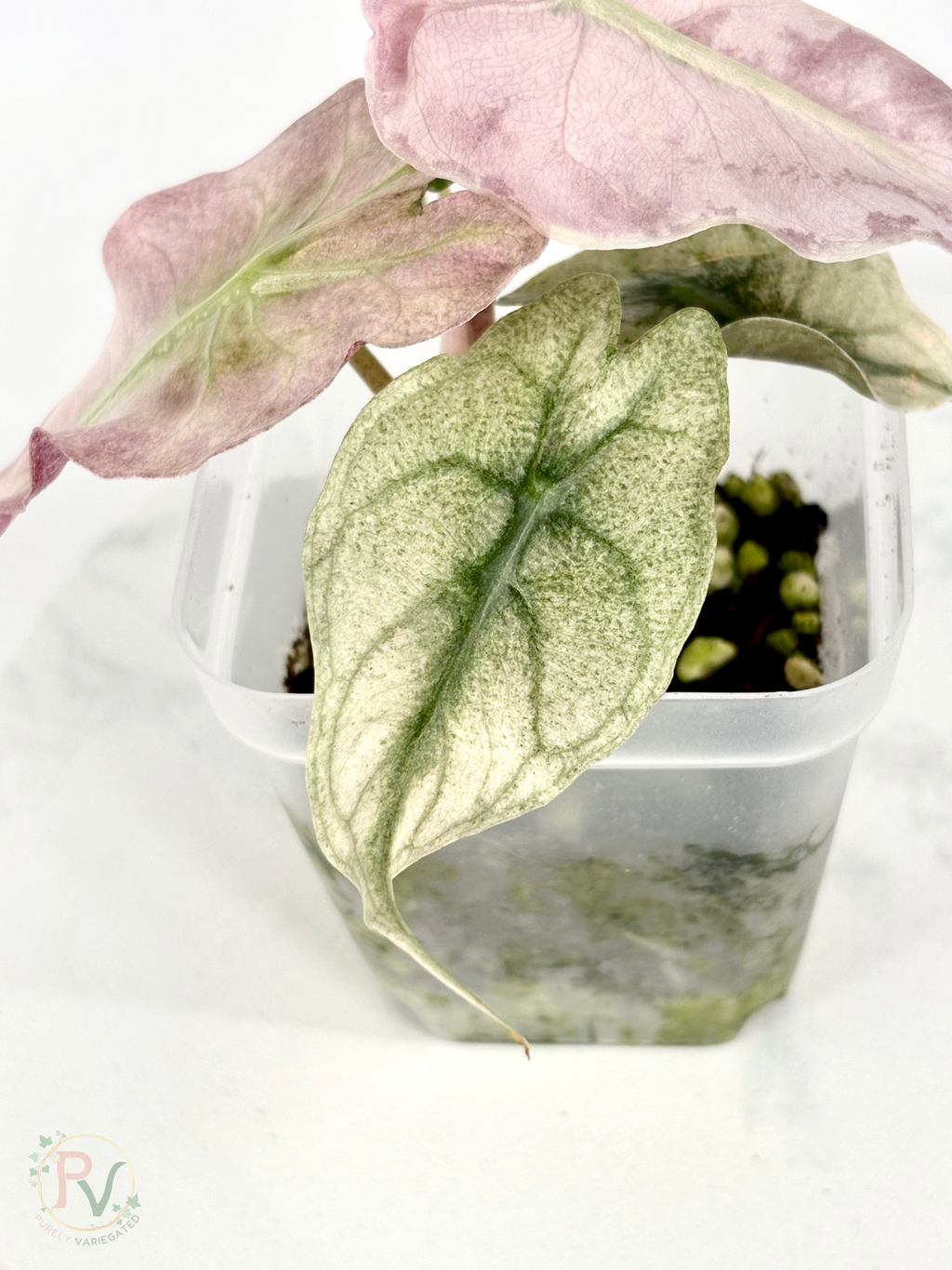 Pink Ghost Venom Alocasia - Teen Size 1