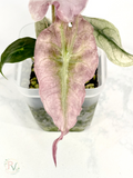 Pink Ghost Venom Alocasia - Teen Size 1