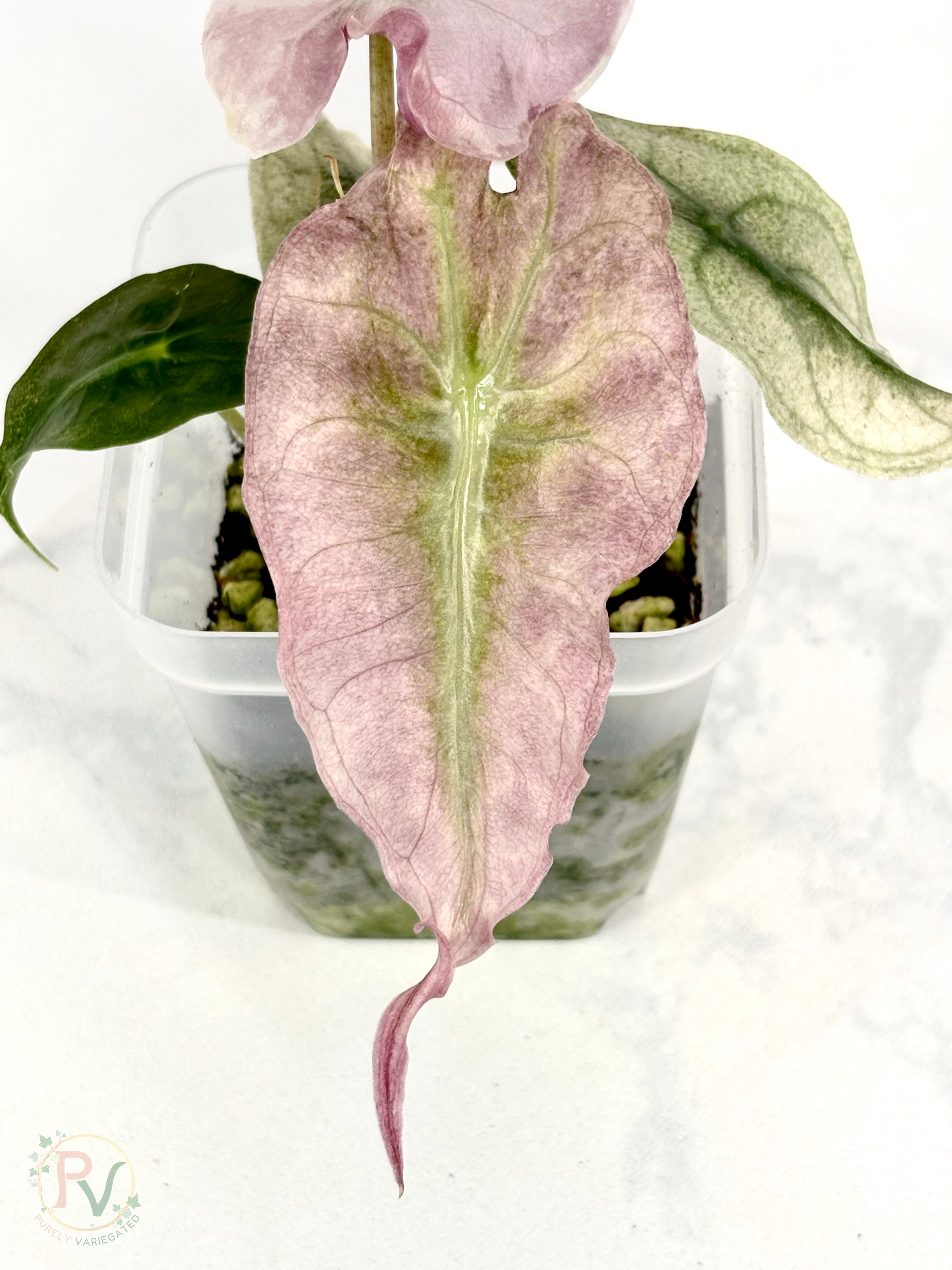 Pink Ghost Venom Alocasia - Teen Size 1