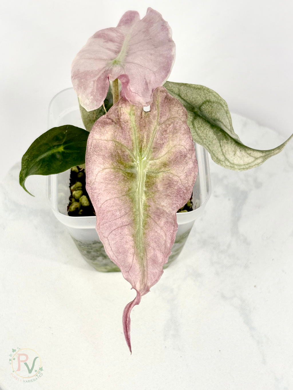 Pink Ghost Venom Alocasia - Teen Size 1