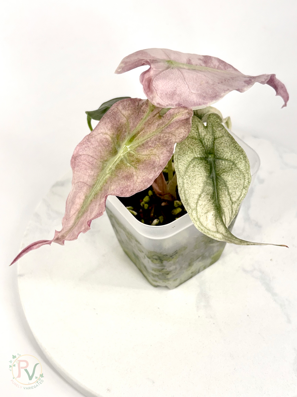 Pink Ghost Venom Alocasia - Teen Size 1