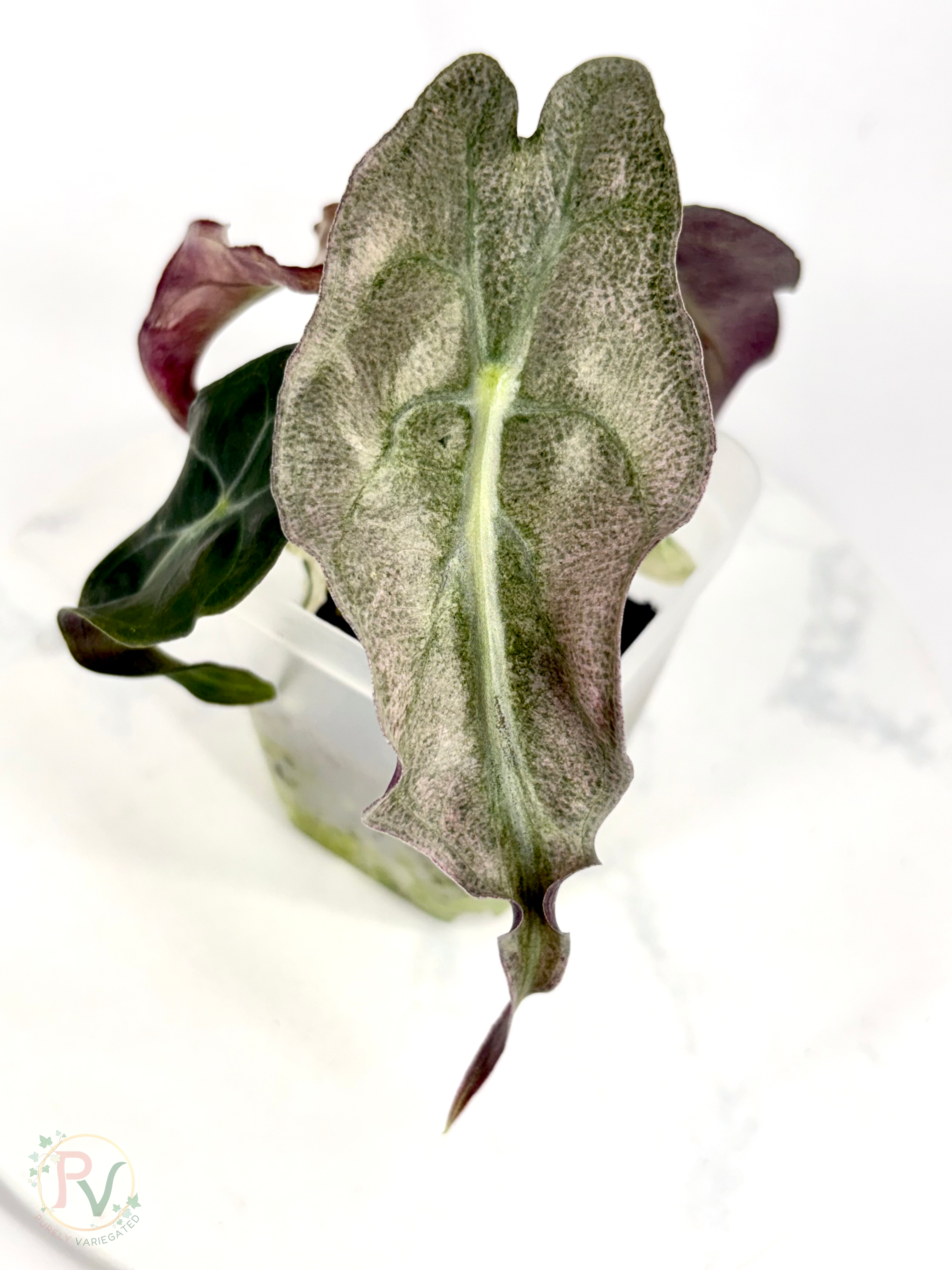 Pink Ghost Venom Alocasia - Teen Corming Size 2
