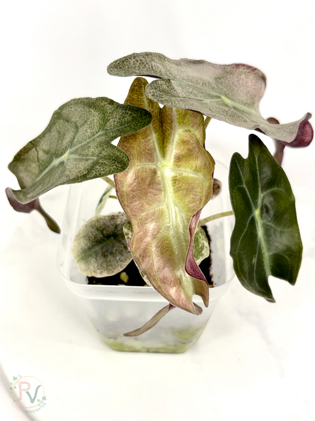 Pink Ghost Venom Alocasia - Teen Corming Size 2