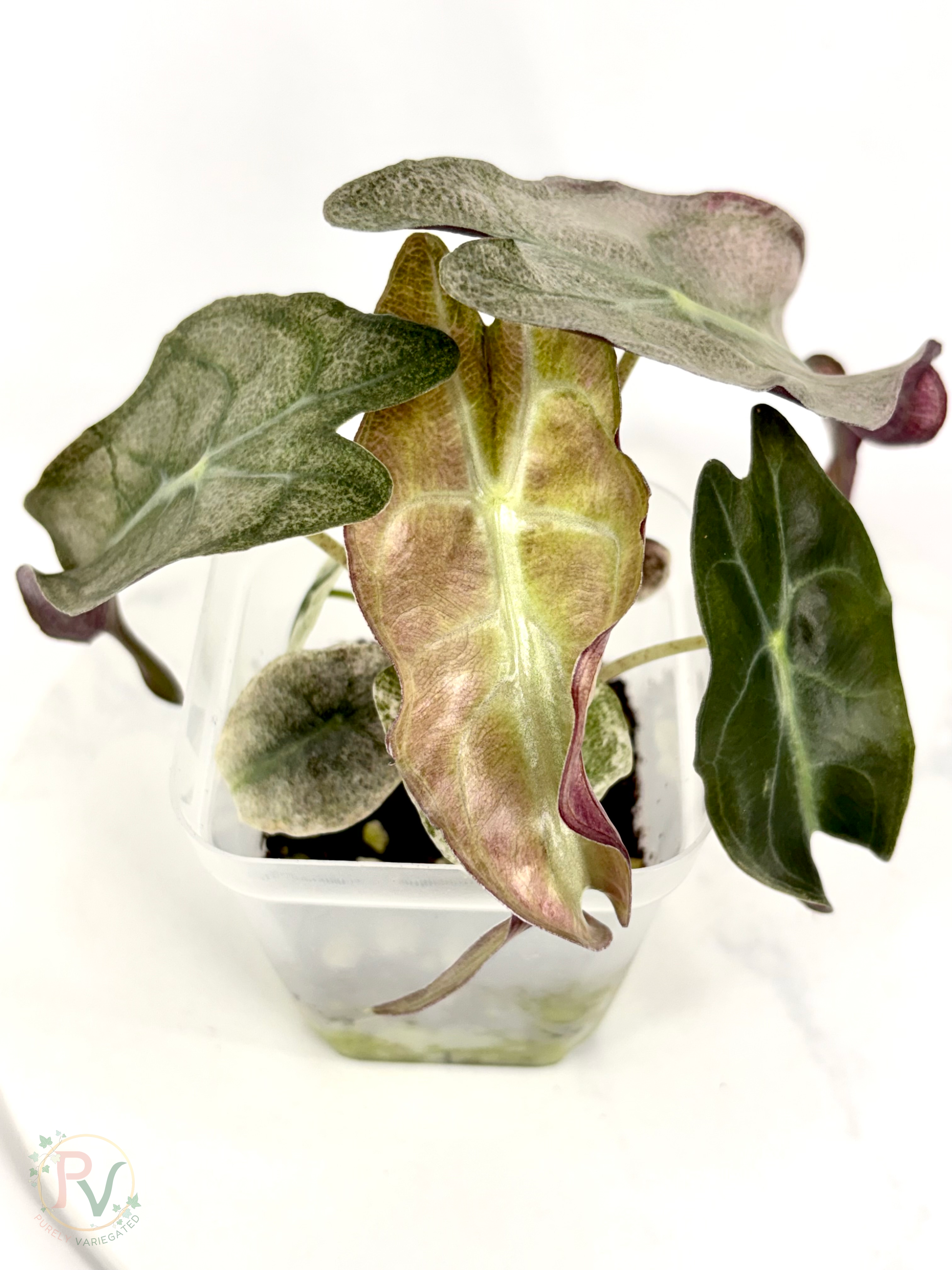 Pink Ghost Venom Alocasia - Teen Corming Size 2