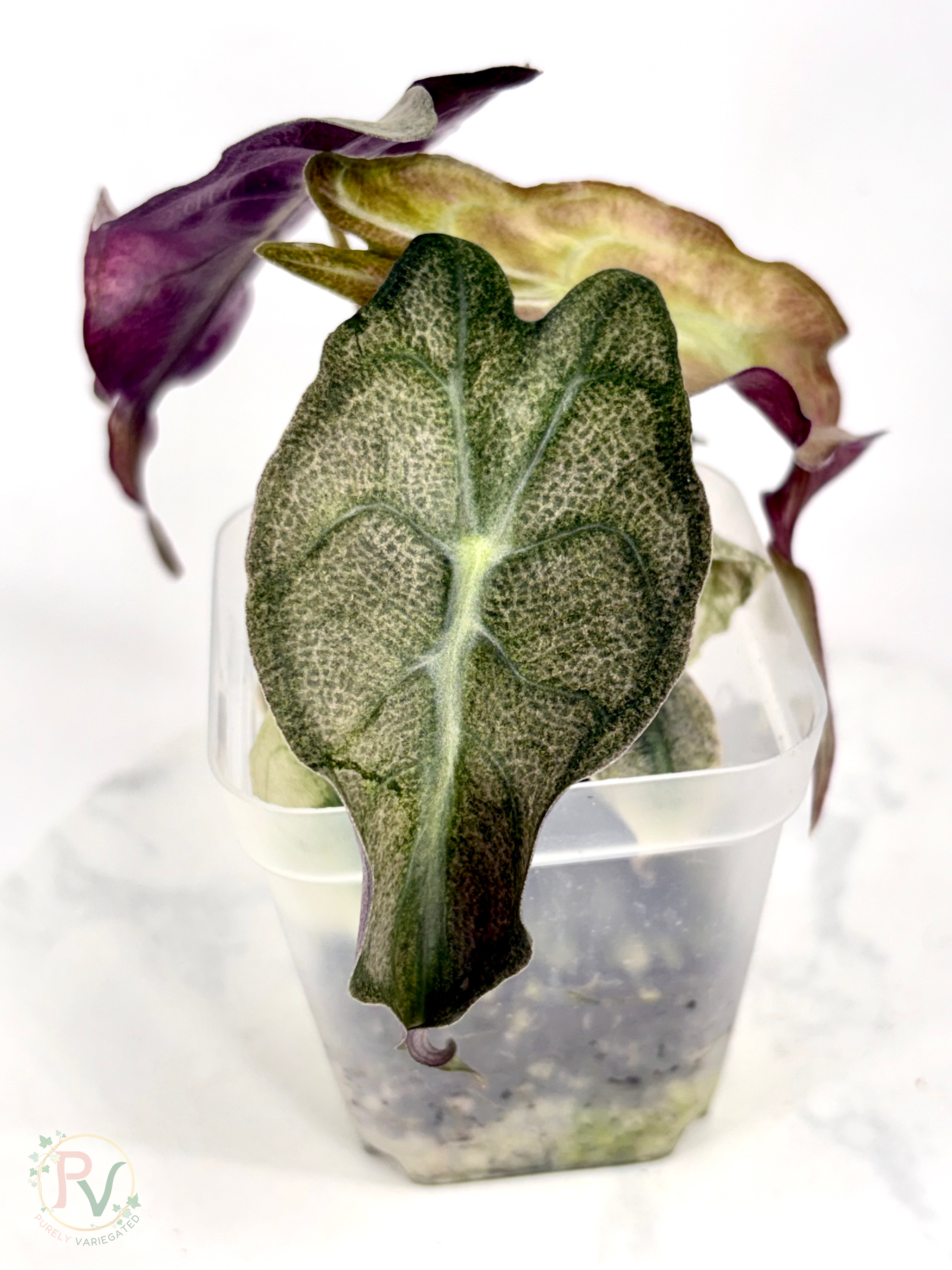 Pink Ghost Venom Alocasia - Teen Corming Size 2