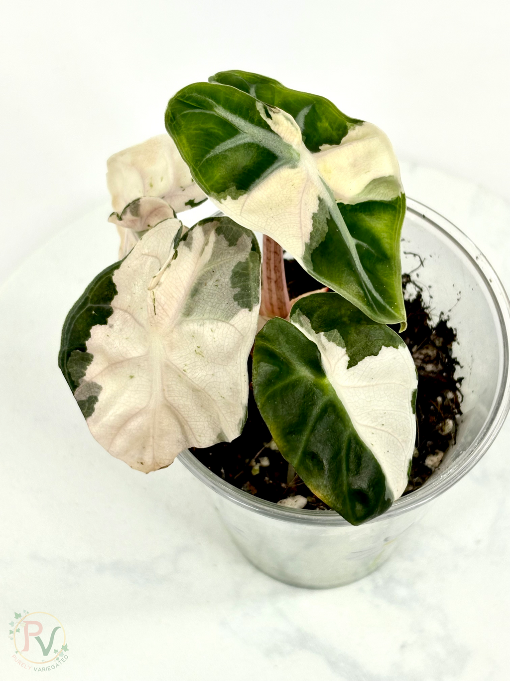 Pink Heart Balloon Alocasia