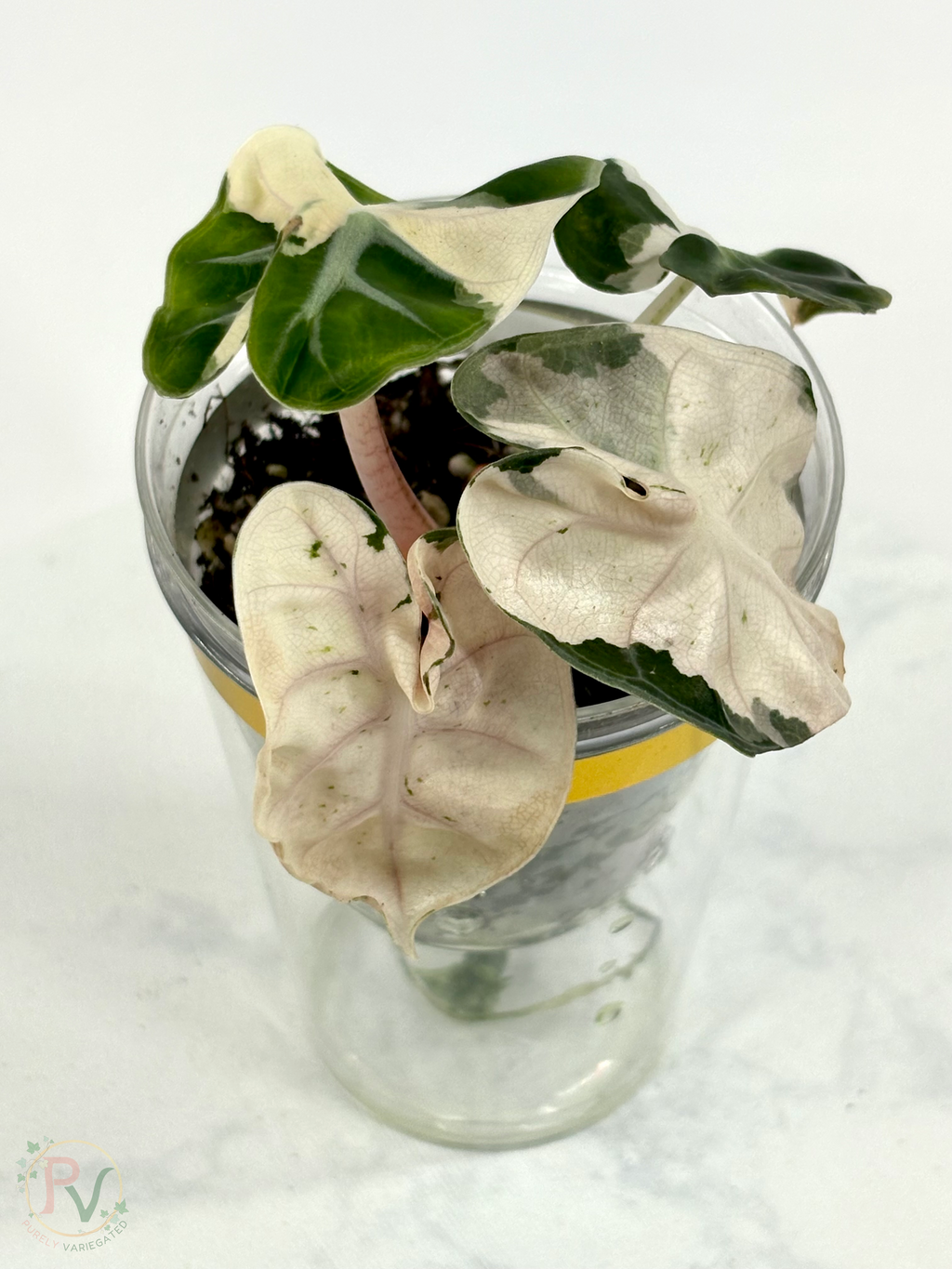 Pink Heart Balloon Alocasia