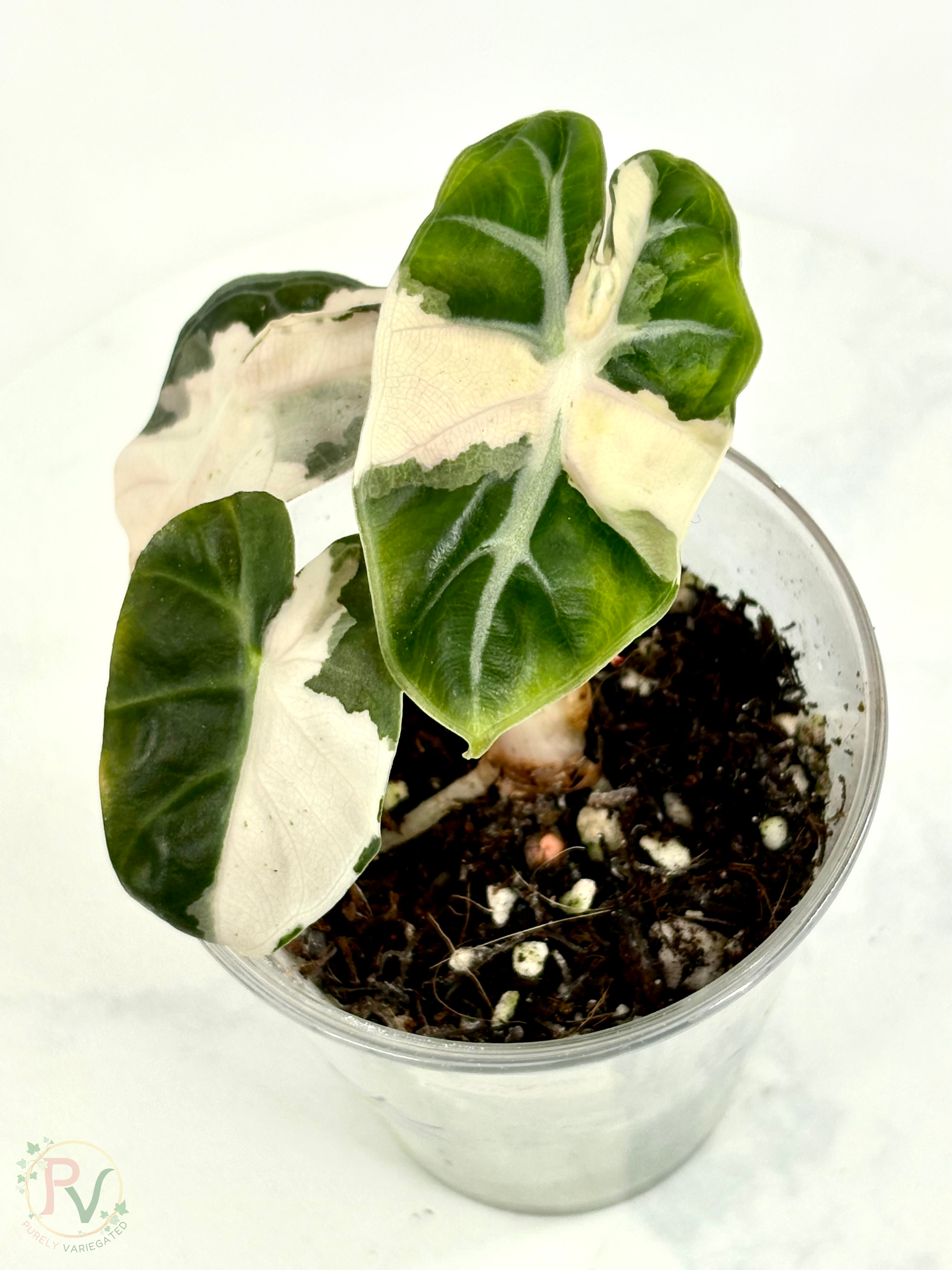 Pink Heart Balloon Alocasia