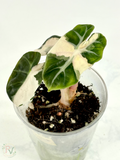 Pink Heart Balloon Alocasia