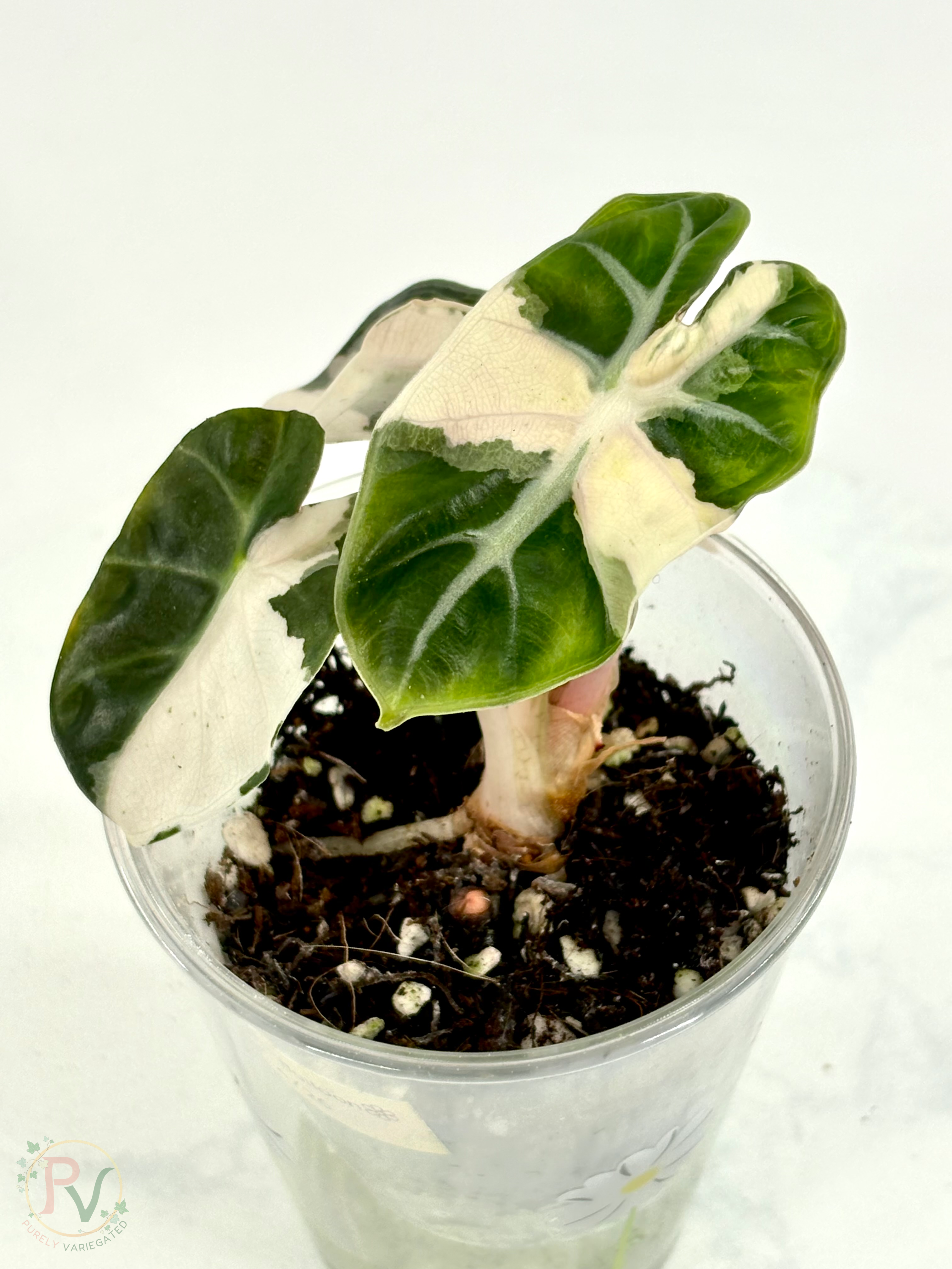 Pink Heart Balloon Alocasia - Purely Variegated