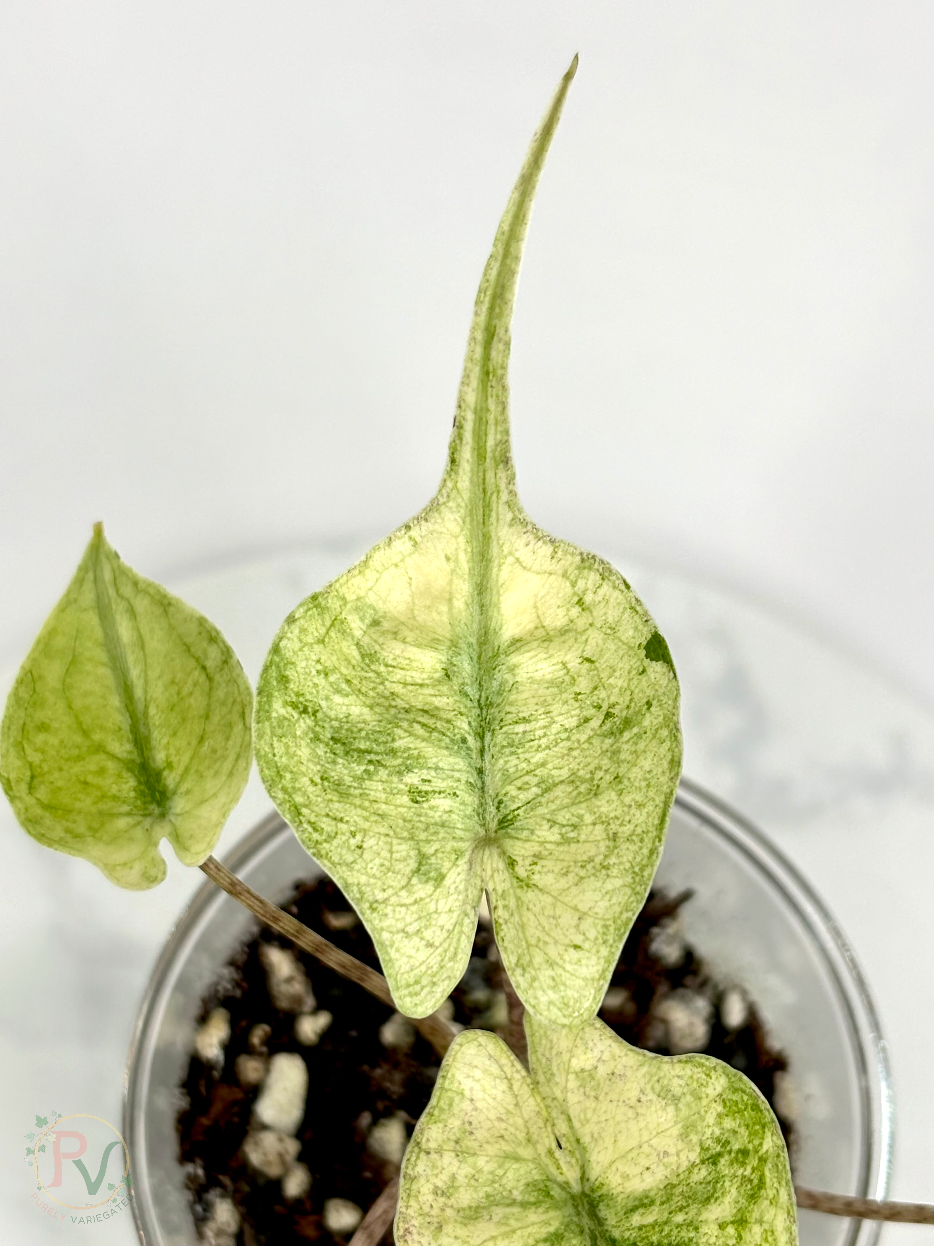 Pink Mint Stingray Alocasia